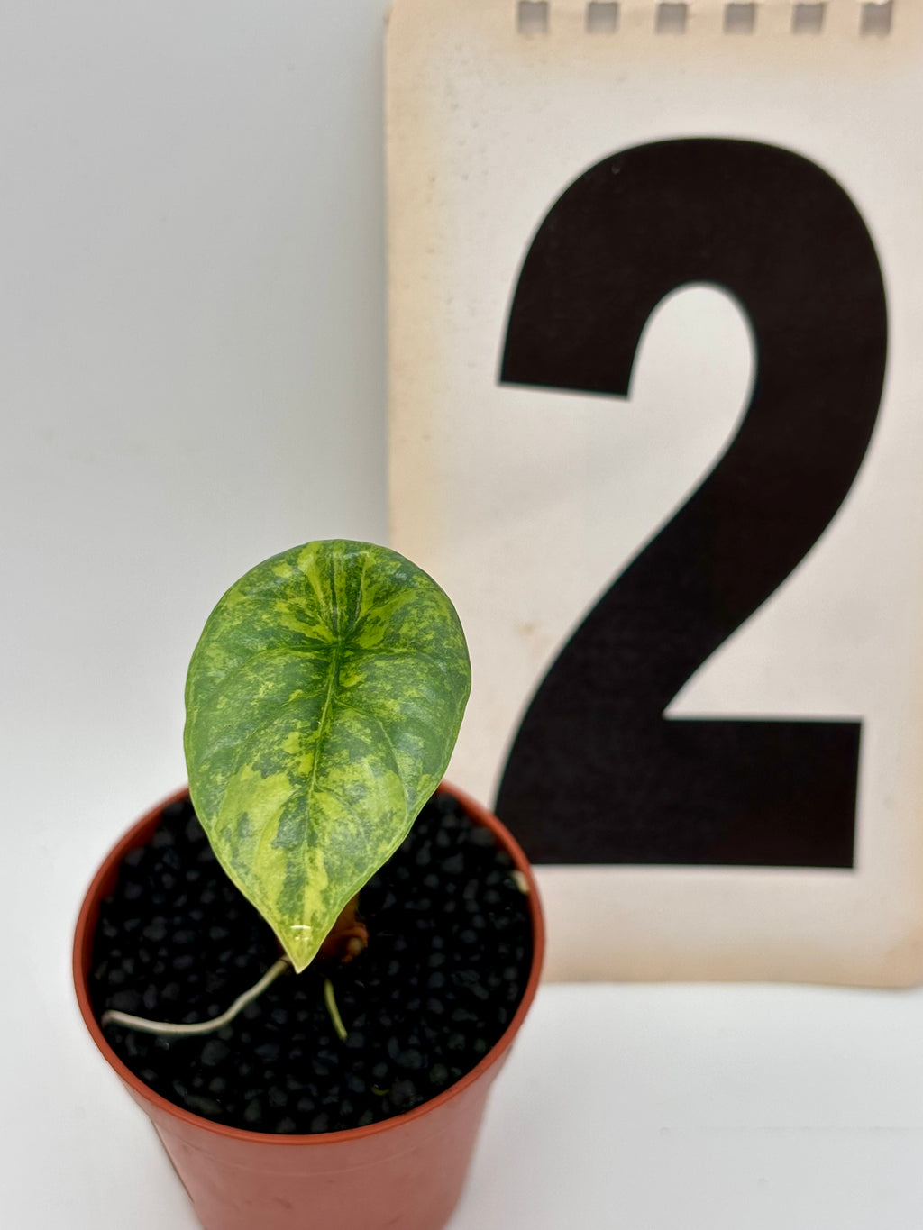Alocasia Sinuata Variegata