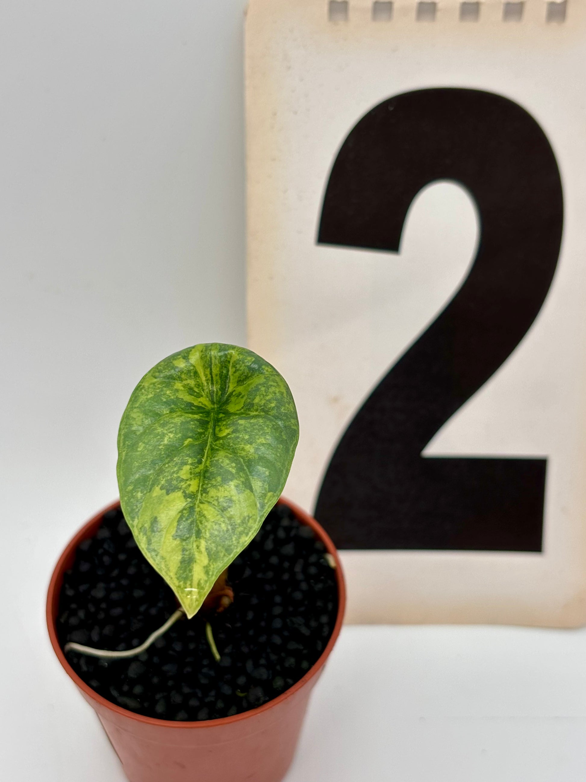 Alocasia Sinuata Variegata