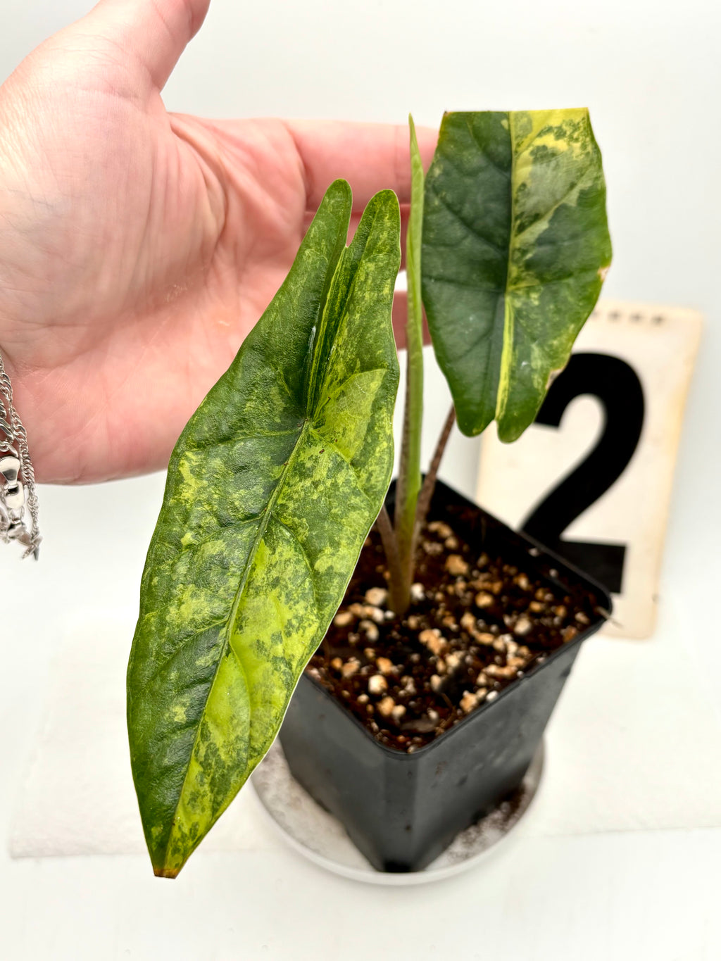 Alocasia Metallic Blue Aurea Variegata Pflanze mit silber-blauen Blättern und gelben Variegationen, exotisch und dekorativ.