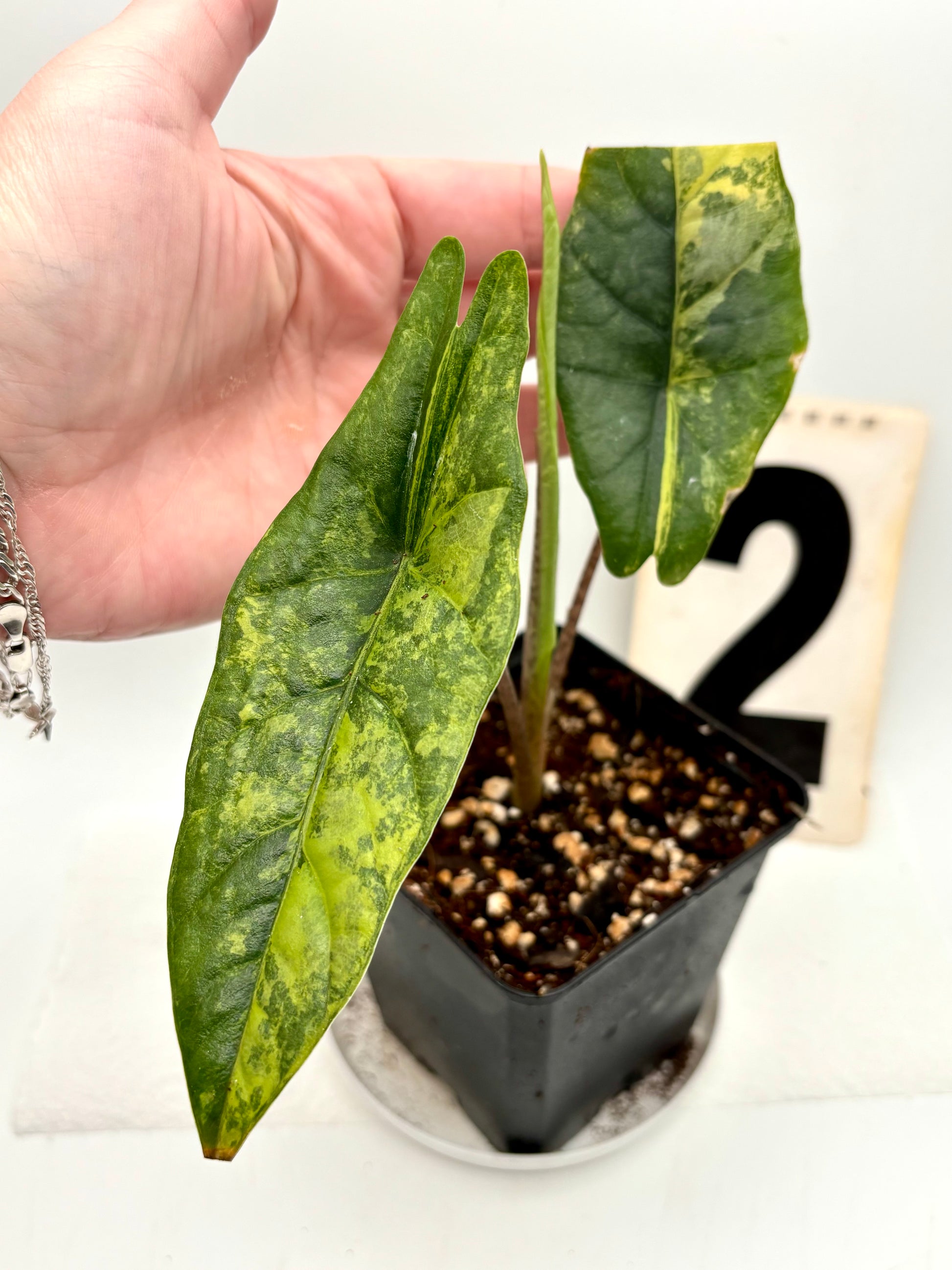 Alocasia Metallic Blue Aurea Variegata Pflanze mit silber-blauen Blättern und gelben Variegationen, exotisch und dekorativ.