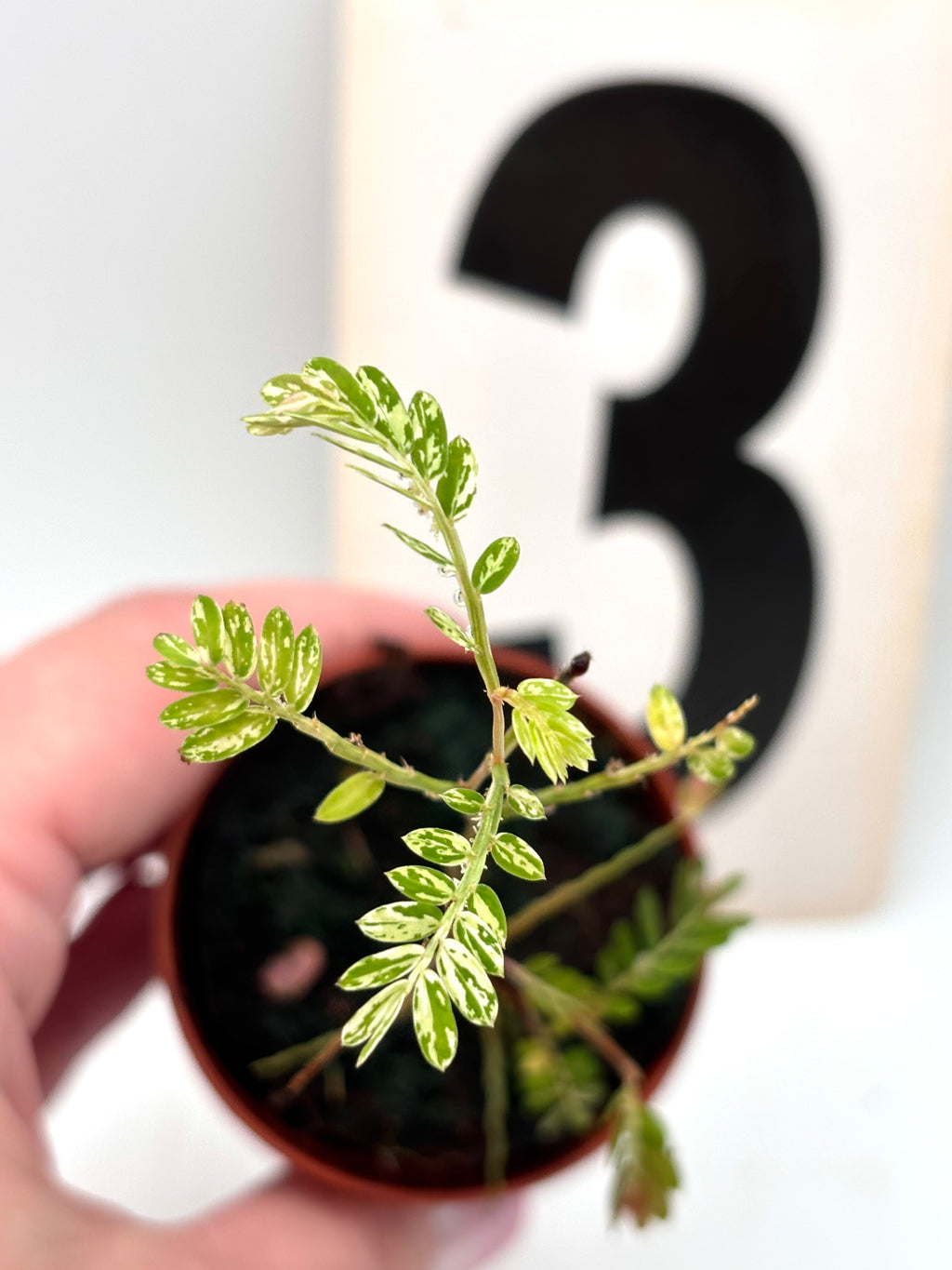 Exotische Phyllanthus Urinaria Pink Variegata Pflanze mit pink-gestreiftem Laub, Topfpflanze, gesunde Blätter, detailreiche Nahaufnahme