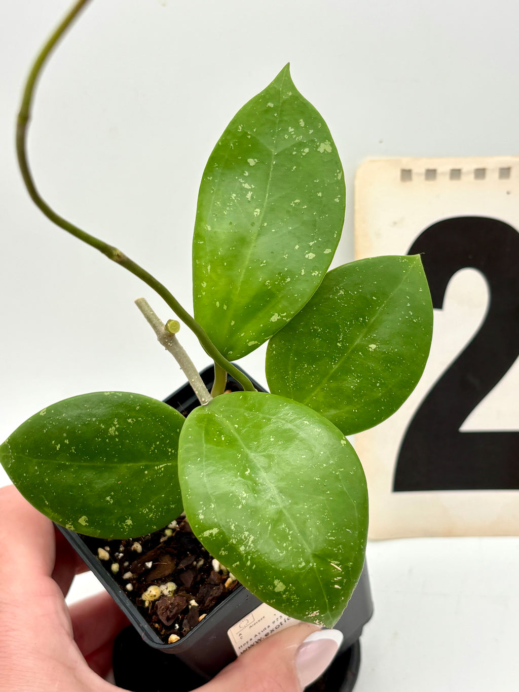 Hoya Acuta 973 Splash, exotische Pflanze mit grünen, spitzen Blättern und buntem Muster, im Top-Container, Nahaufnahme