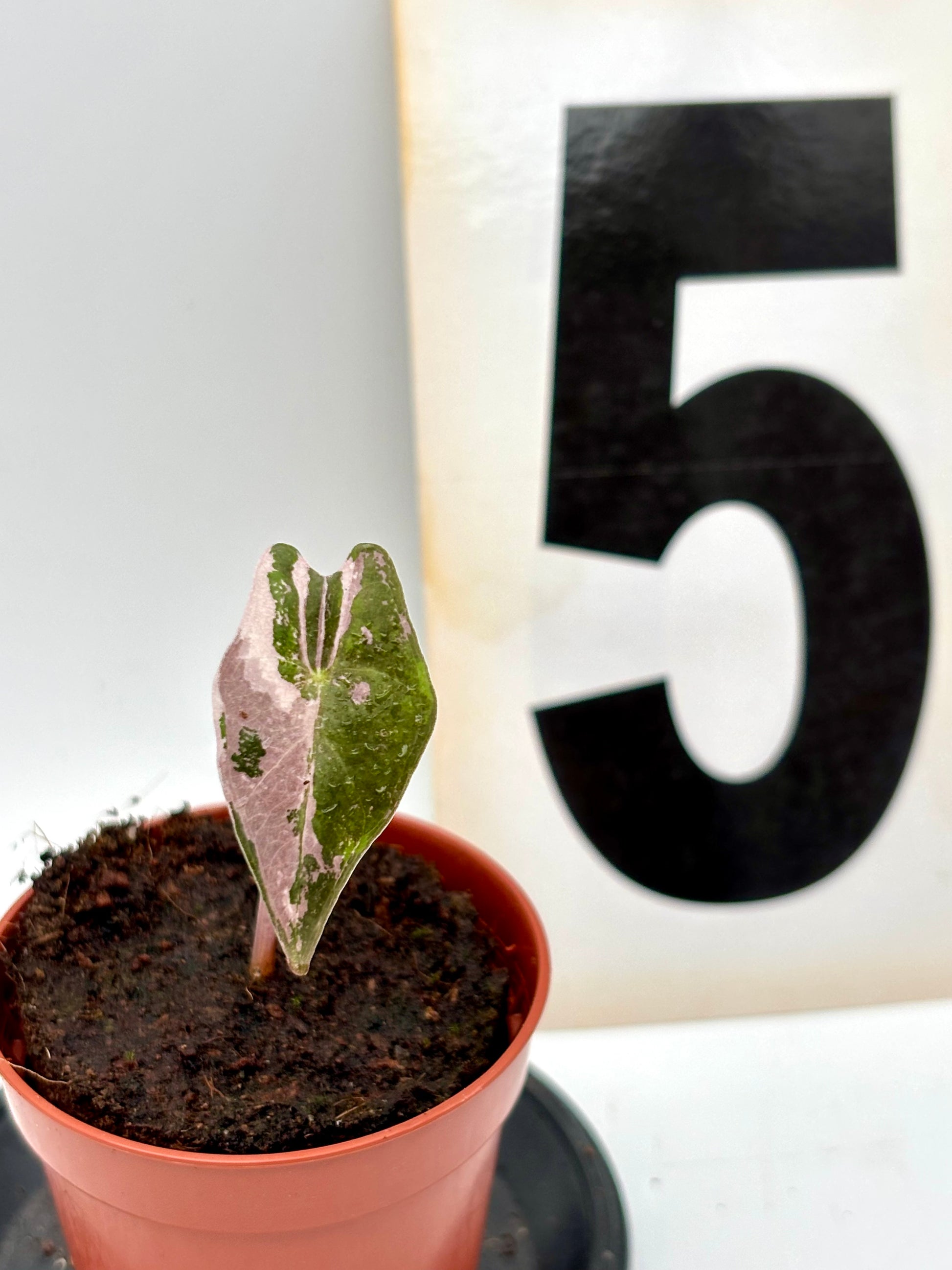 Alocasia Nobilis Variegata