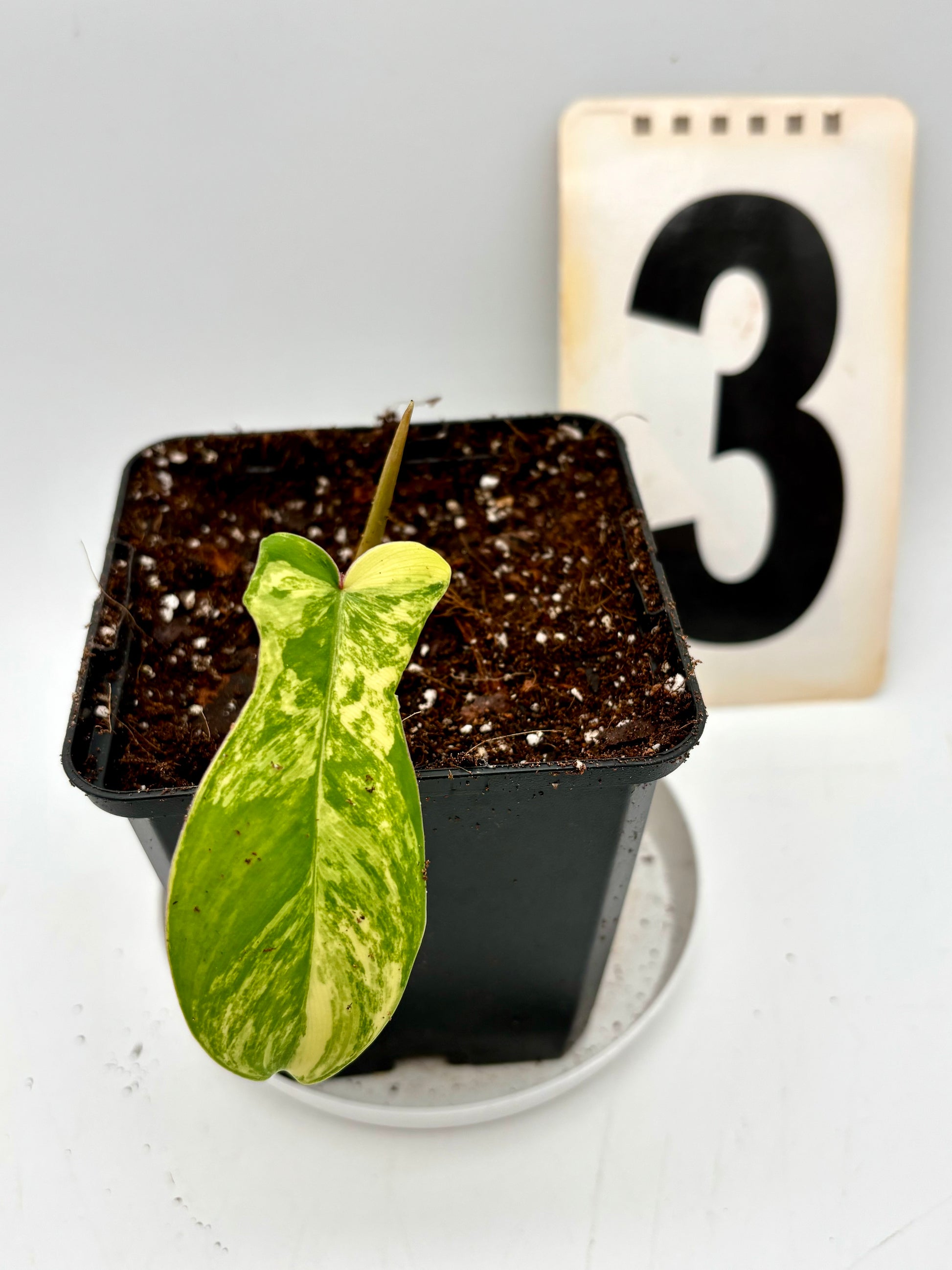 Philodendron Florida Beauty - Exotic-Flowers