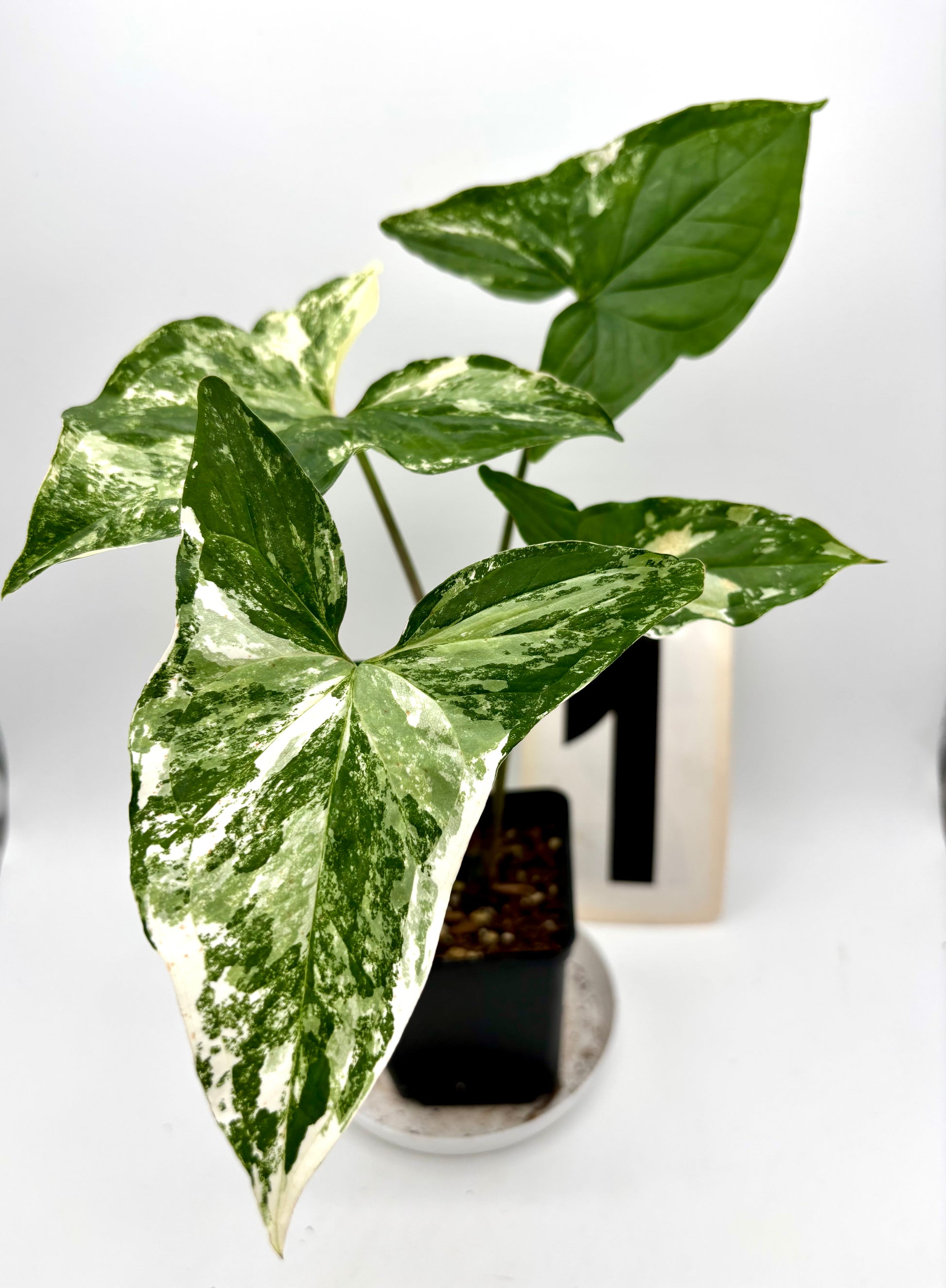 Syngonium Albo Variegata