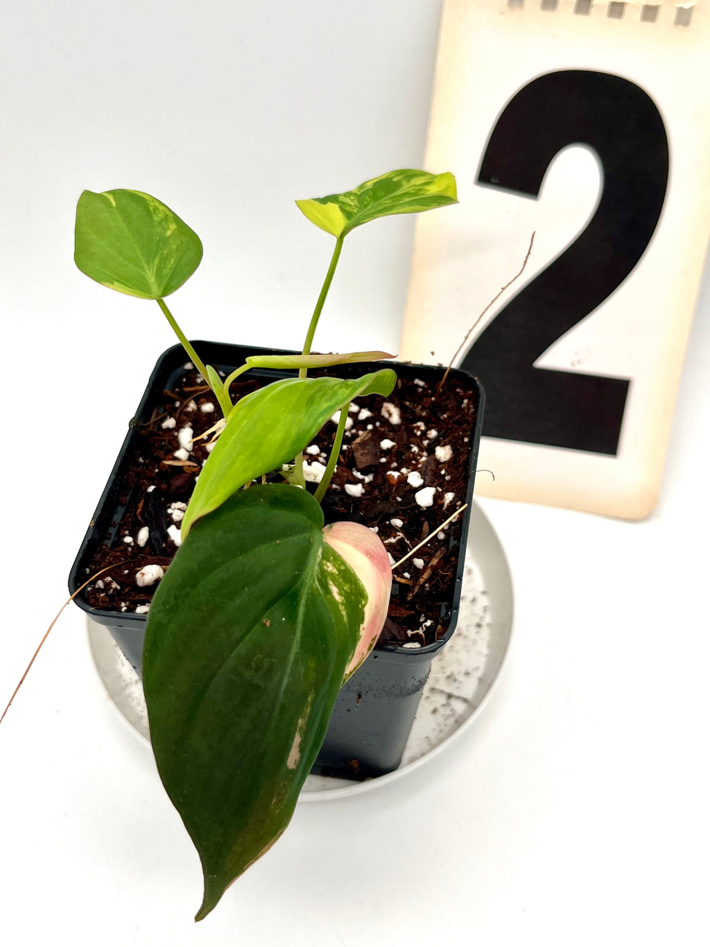 Philodendron Micans Variegata