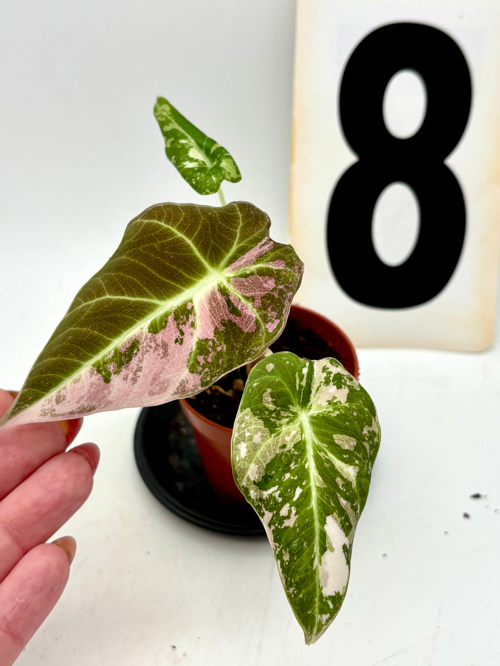 Alocasia Black Velvet Variegata