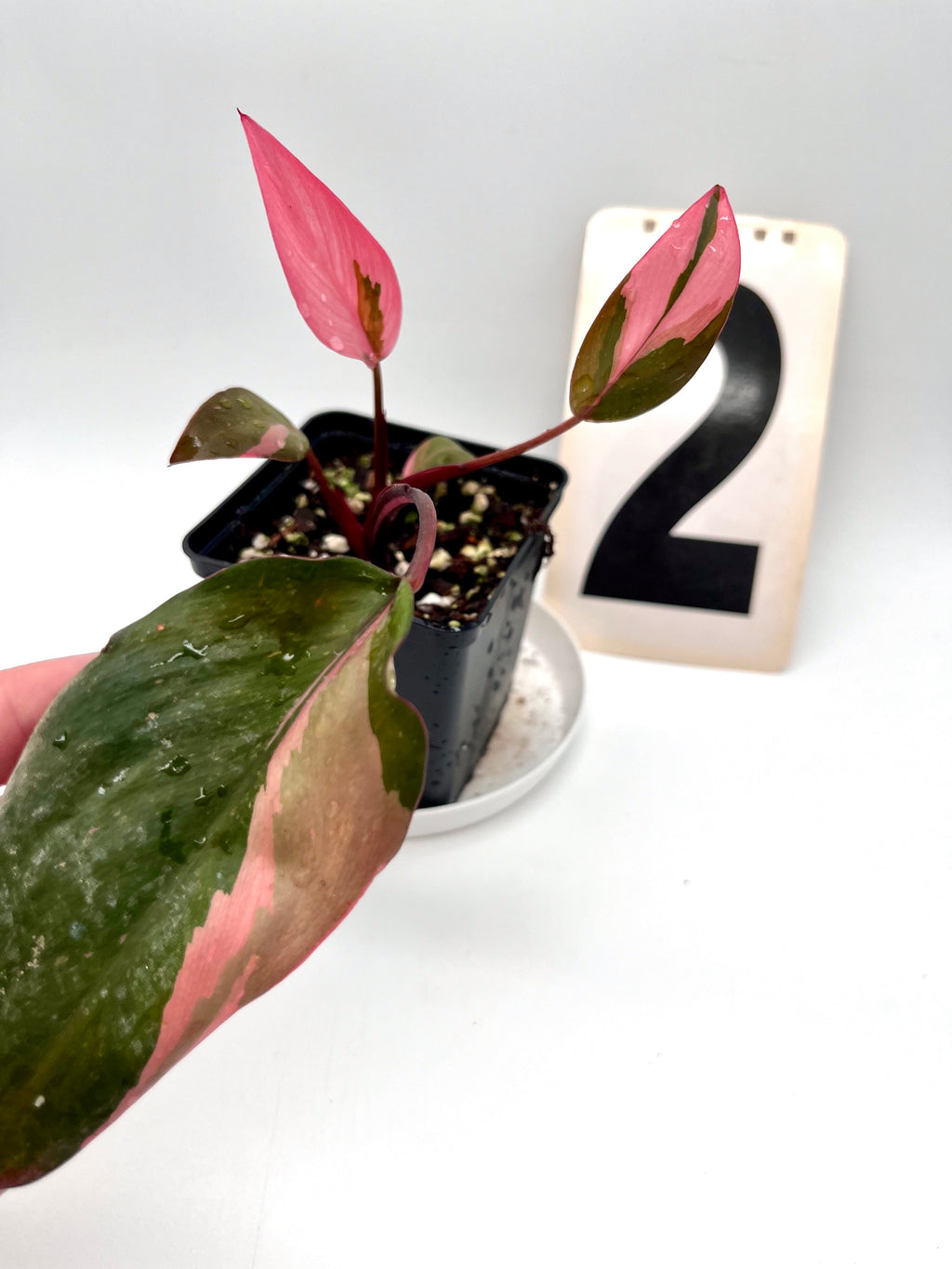 Philodendron Pink Princess