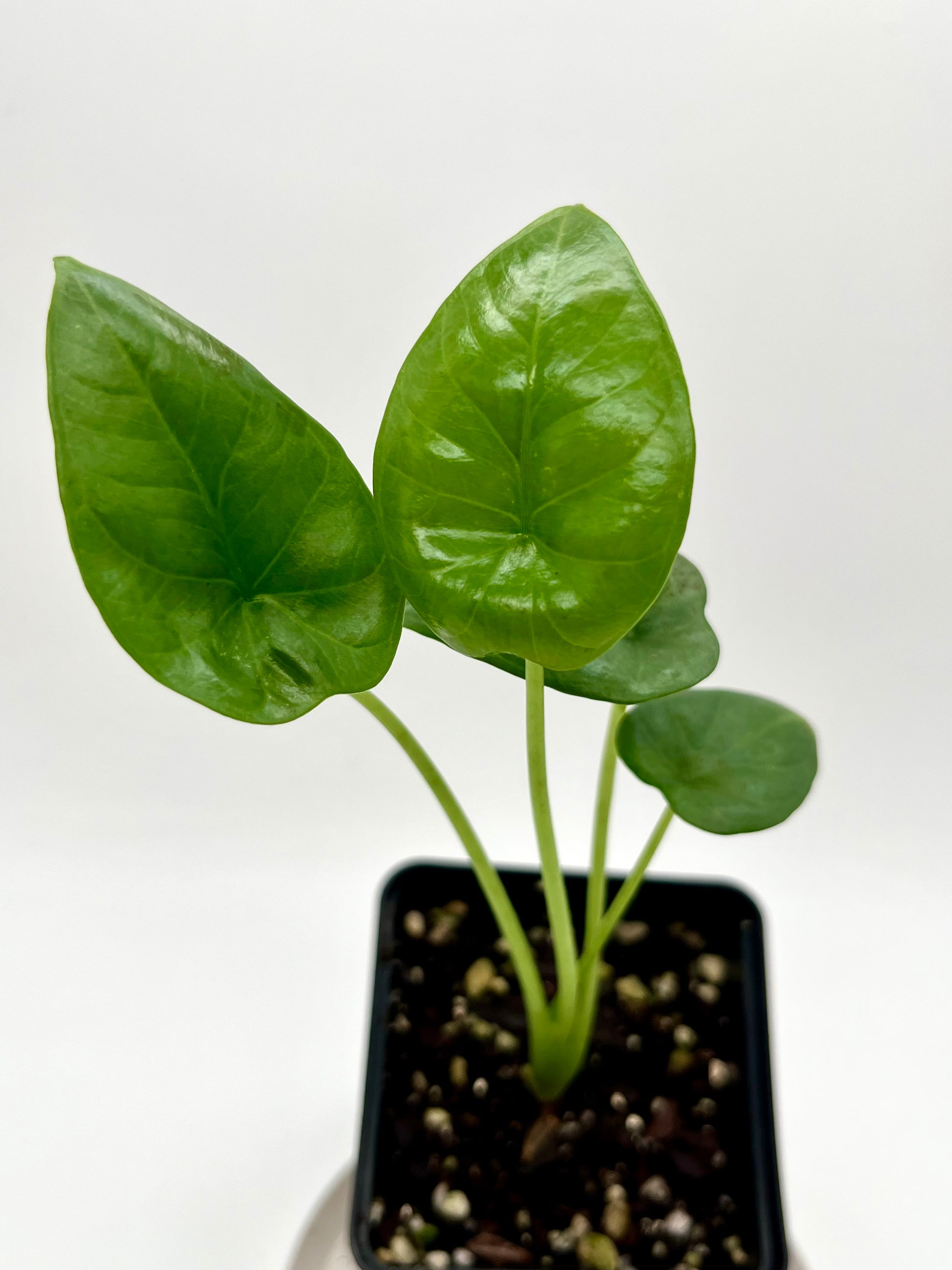 Alocasia Lukiwan