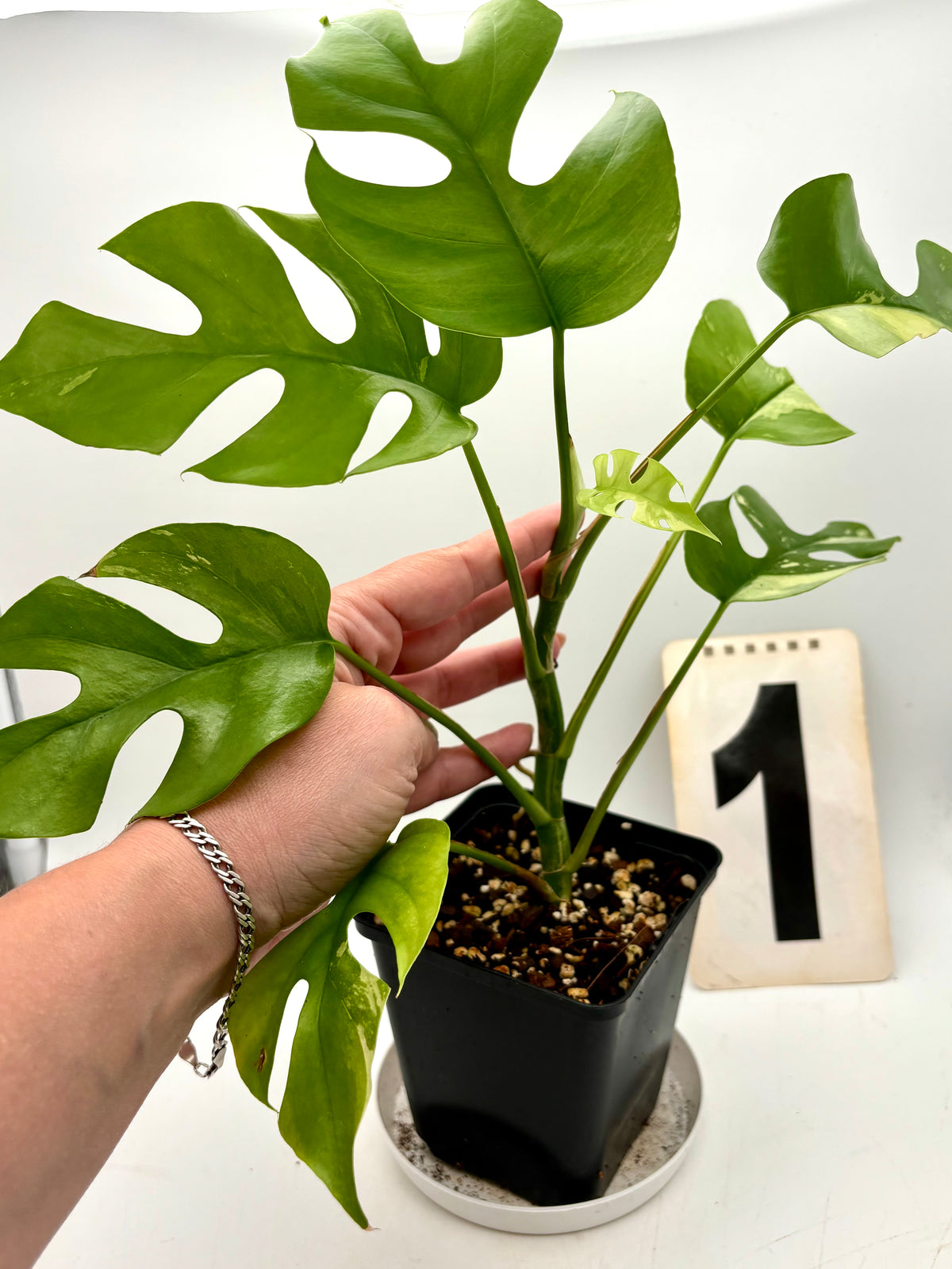 Rhaphidophora Tetrasperma Albo Variegata, auch Monstera Minima, mit grünen und weißen variegierten Blättern, im Topf.