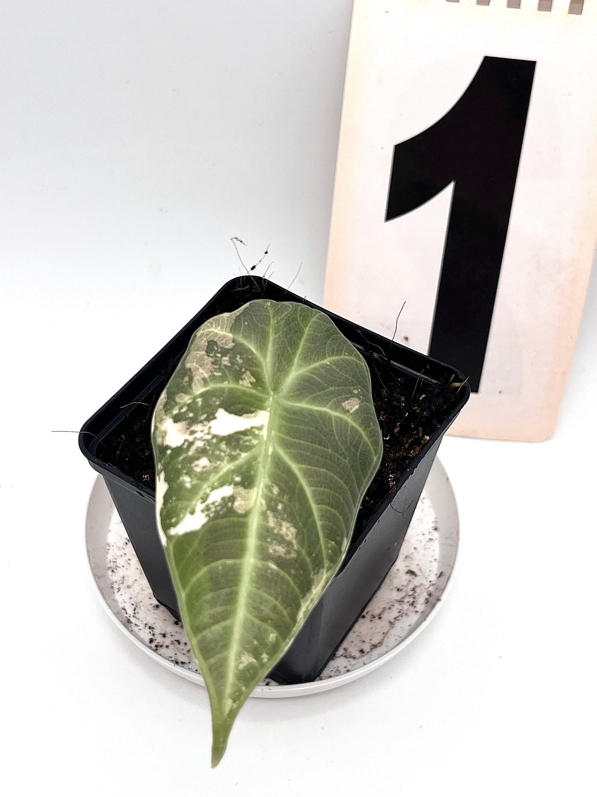 Alocasia Maharani Variegata