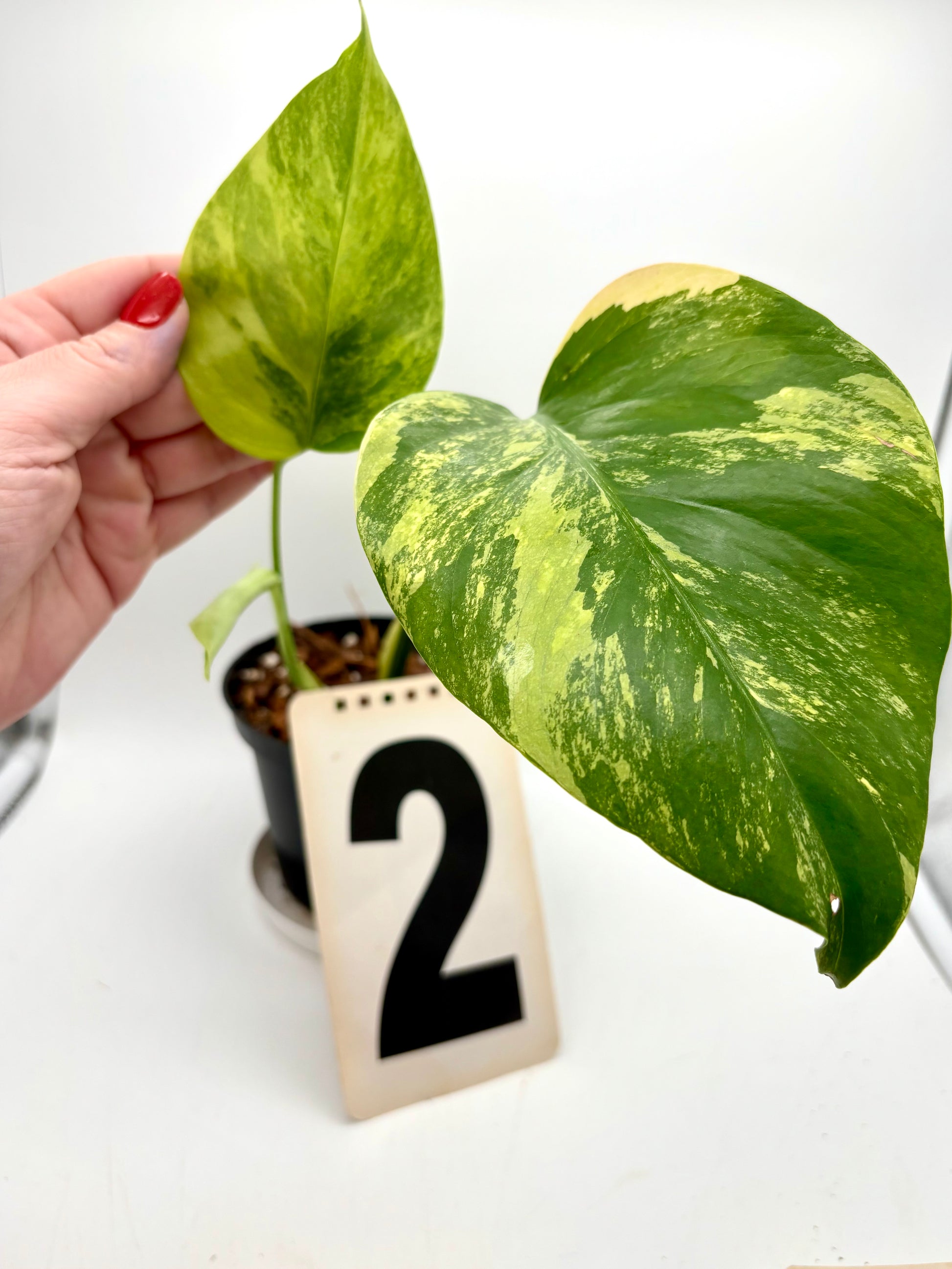 Monstera Aurea Variegata - Exotic-Flowers