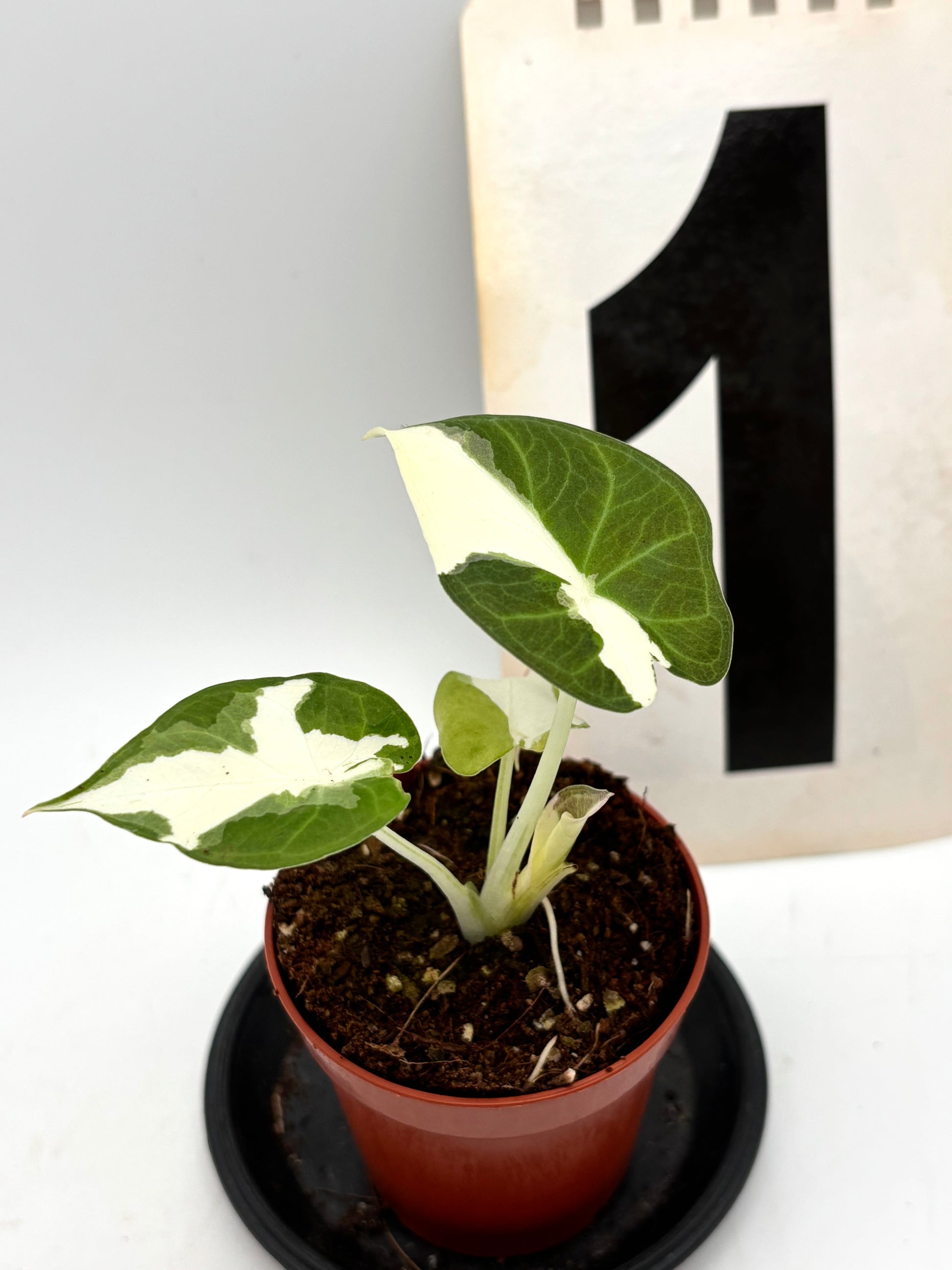 Alocasia Regal Shield Albo Variegata Pflanze mit großen grünen Blättern und weißen Variegation, exotische Zimmerpflanze von Exotic-Flowers