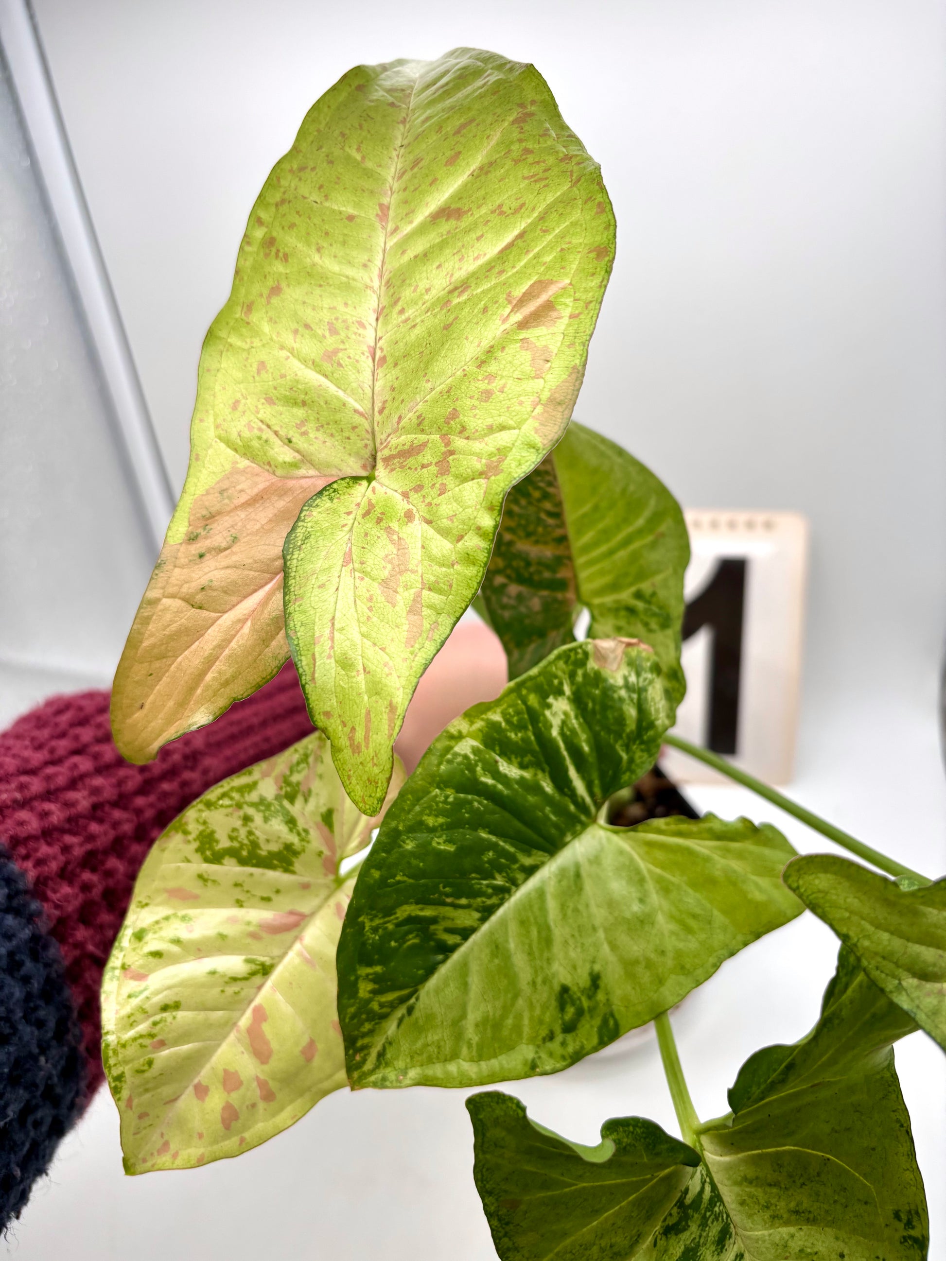Syngonium Confetti Tricolor