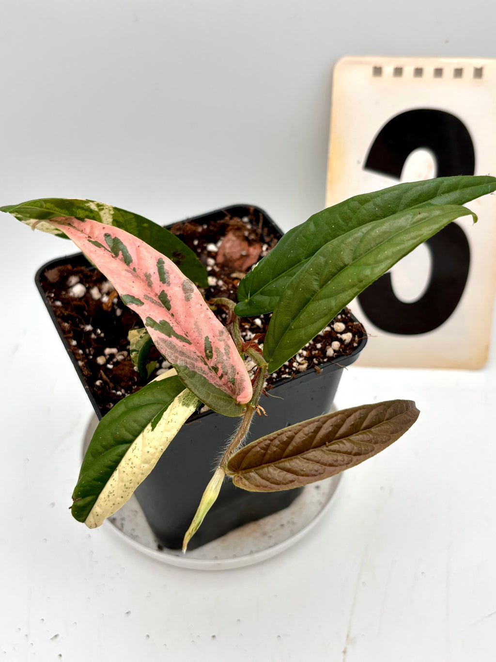 Ficus Sagittata Pink Variegata - Exotic-Flowers