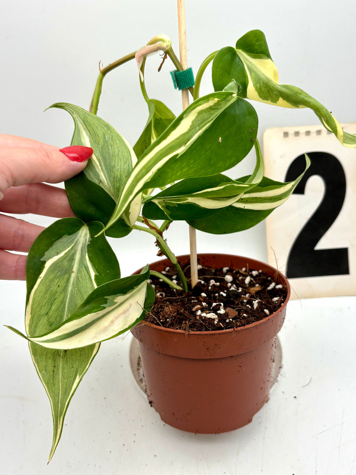 Philodendron Rio