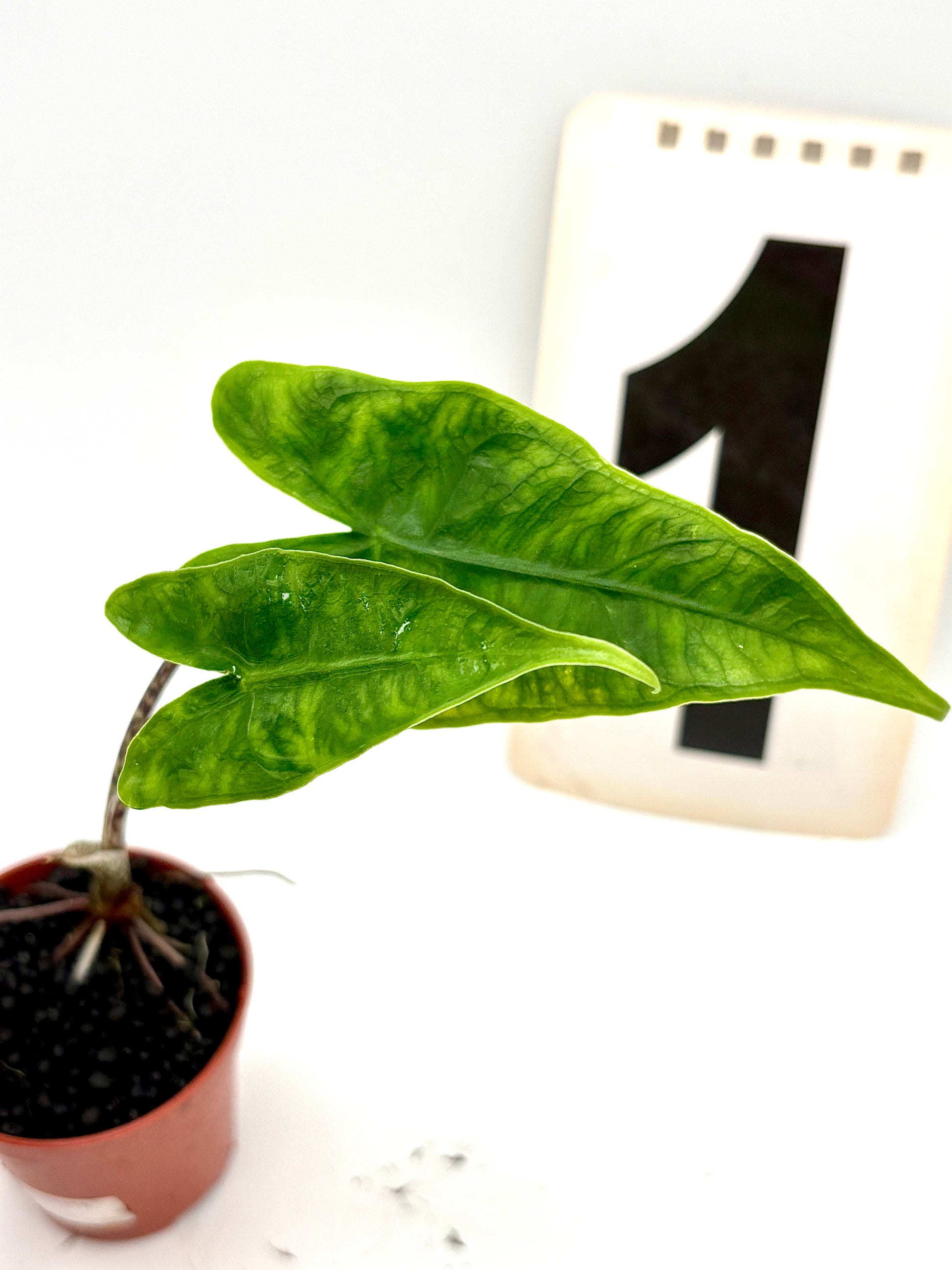Alocasia Reticulata