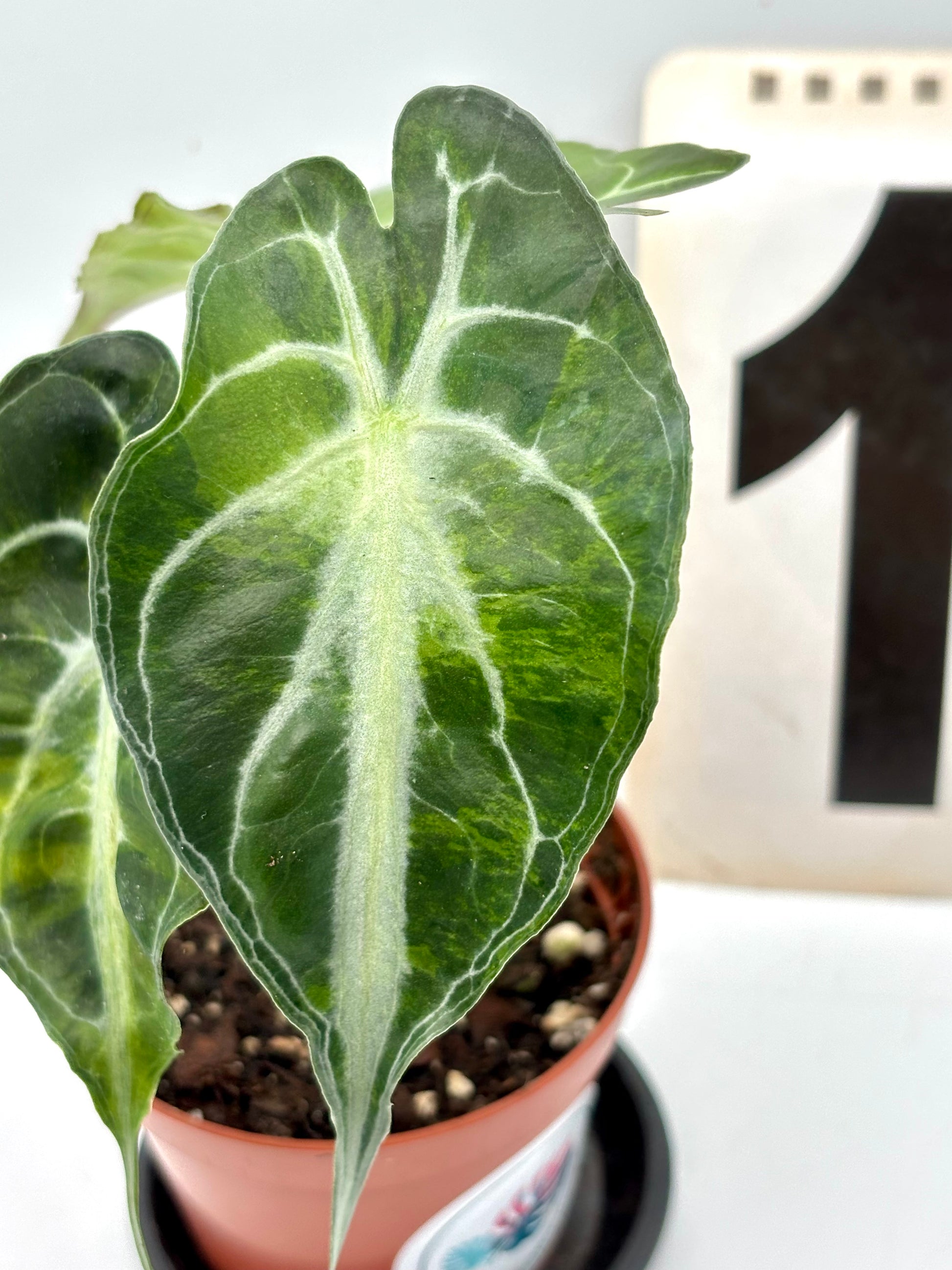 Alocasia Venom Variegata Pflanze mit grünen und weißen Blättern, exotische Zimmerpflanze von Exotic-Flowers