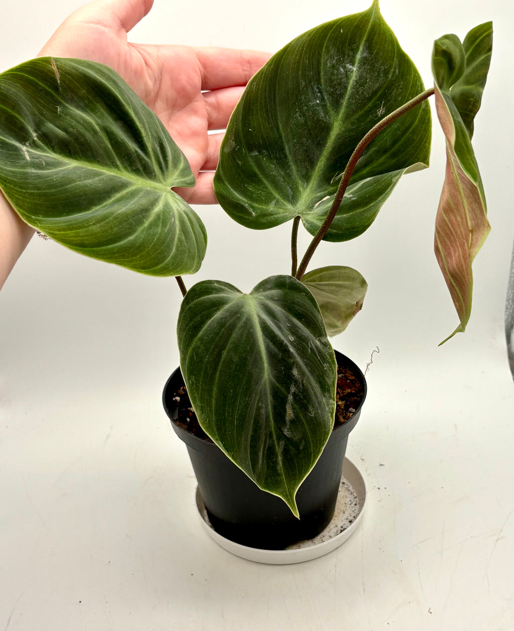 Philodendron El Choco Red