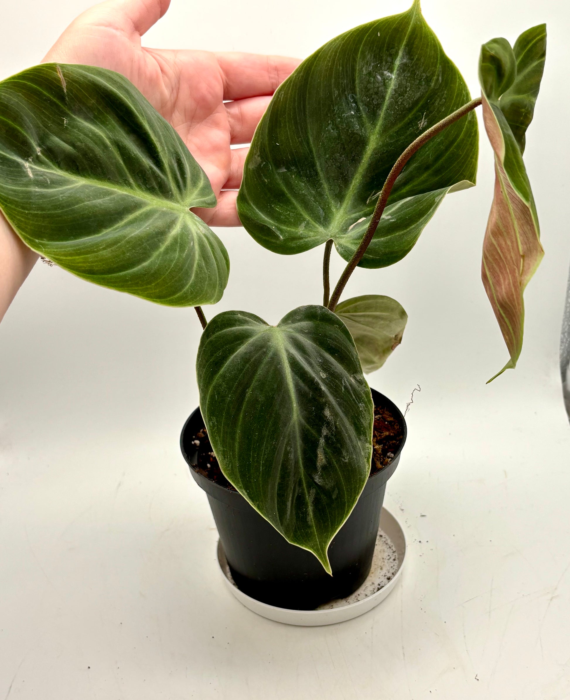 Philodendron El Choco Red