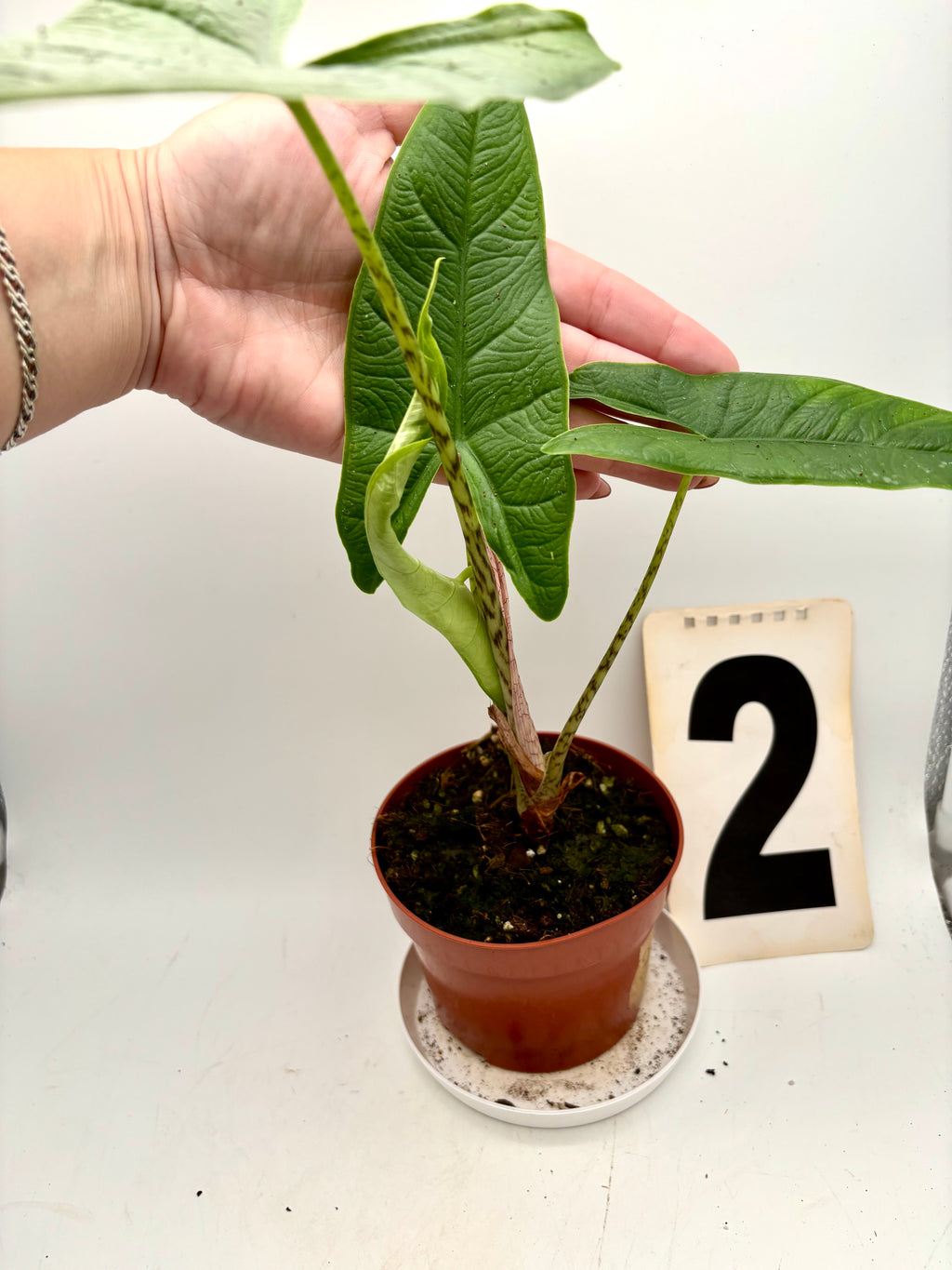 Alocasia Carpet sp Sulawesi