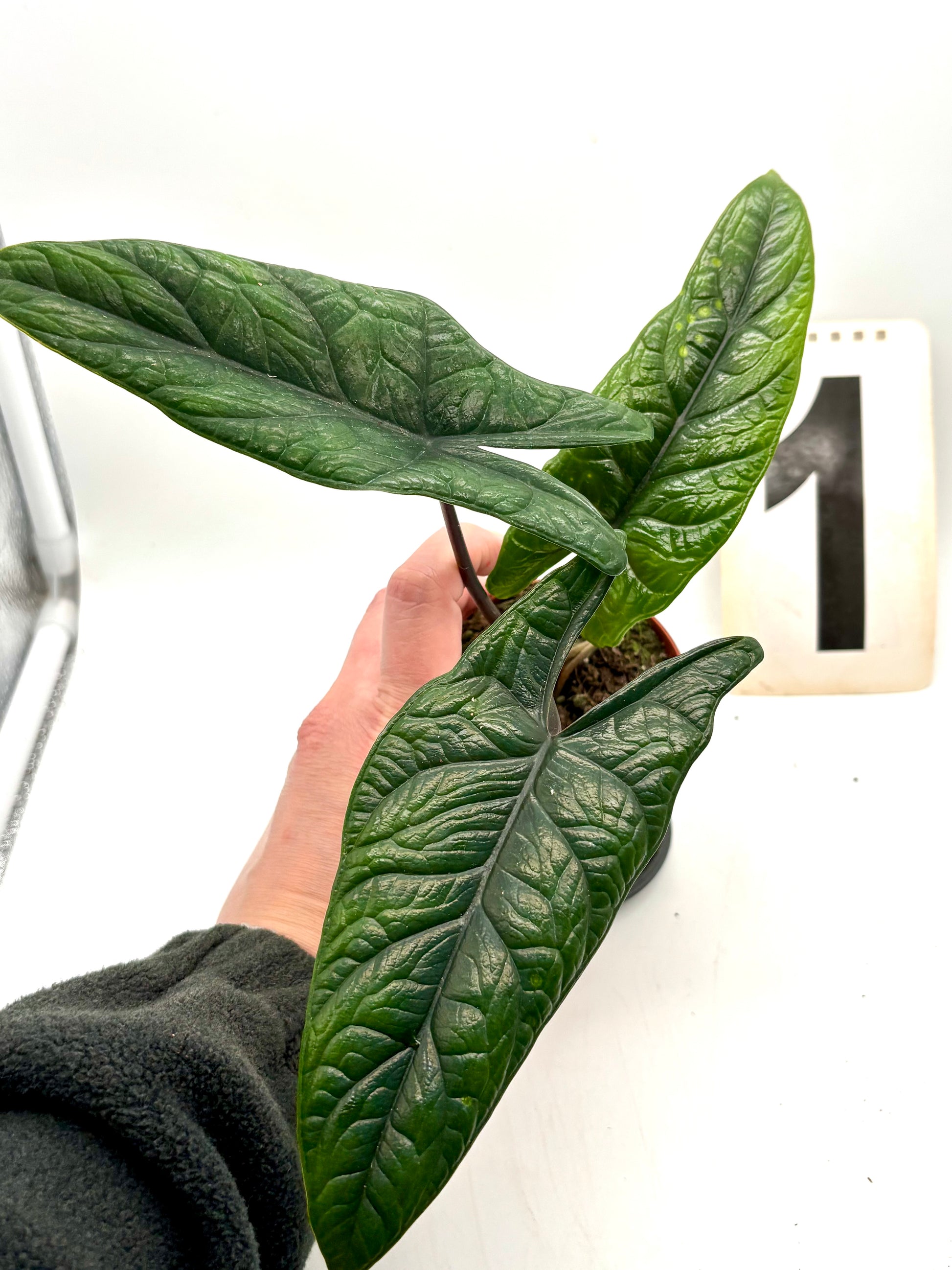 Alocasia Scalprum Pflanze von Exotic-Flowers mit großen, gezackten grünen Blättern in Top-Ansicht