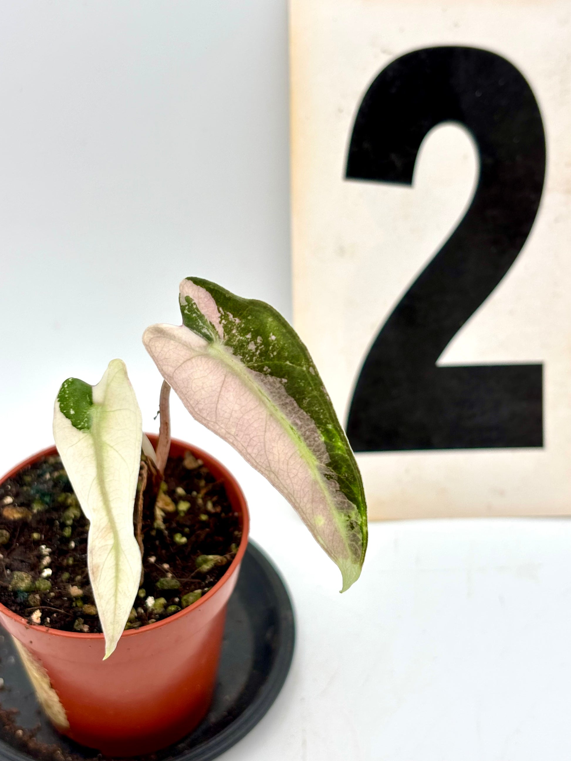 Alocasia Bambino Variegata
