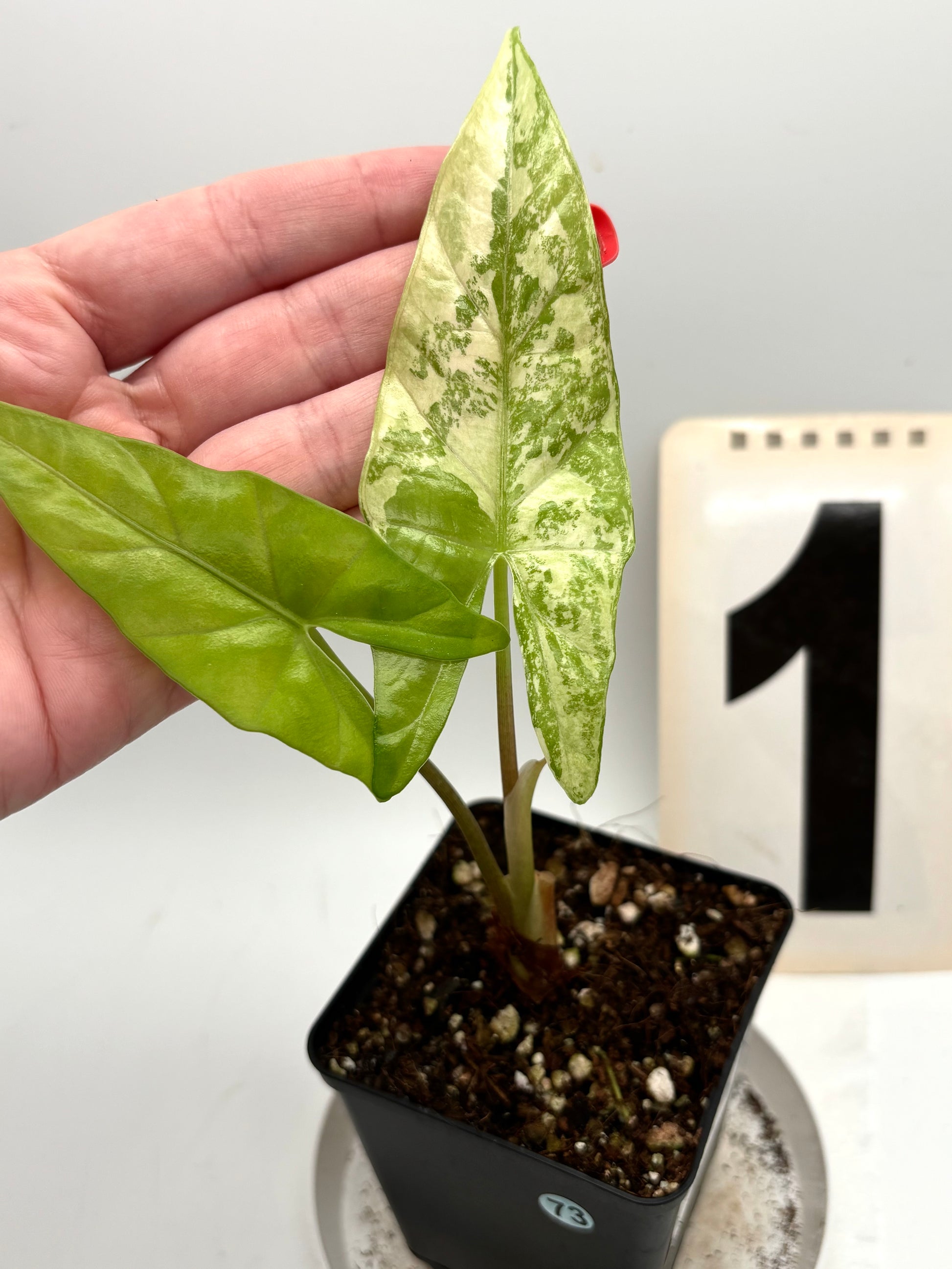 Alocasia Simpo Albo Variegata