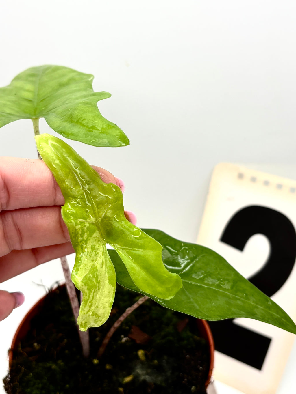 Alocasia Bat Wing Variegata