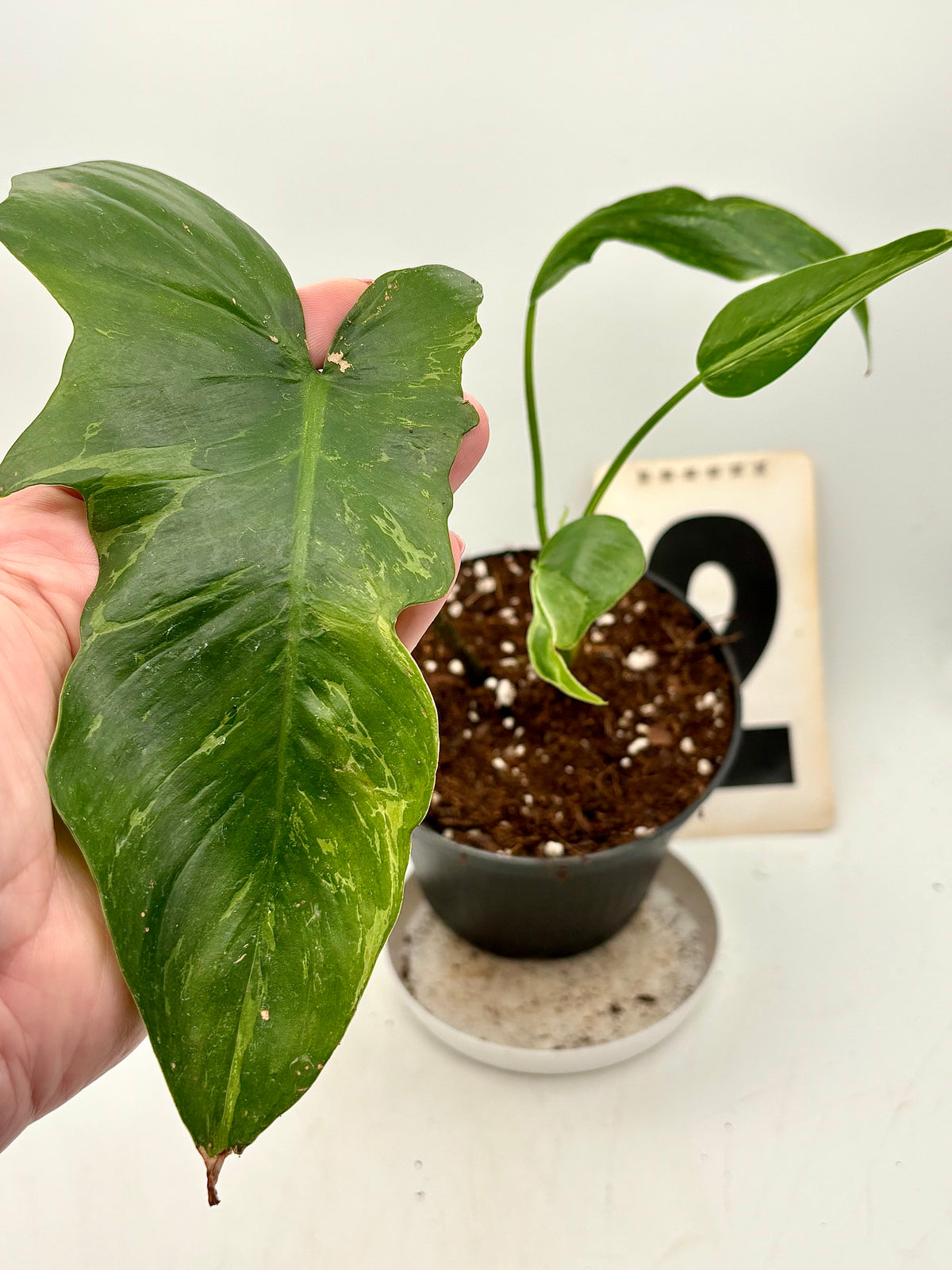 Exotic-Flowers Philodendron Golden Dragon Lime Fiddle Pflanze mit leuchtend grünen und goldgelben Blättern, Topfpflanze für Innenräume