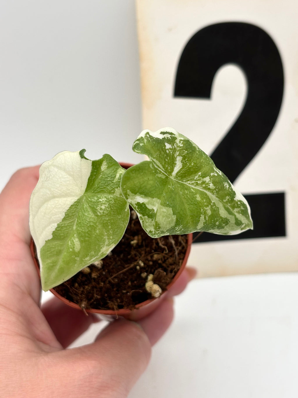 Alocasia Melo Albo Variegata Pflanze mit weißen und grünen gefleckten Blättern, top Qualität, von Exotic-Flowers