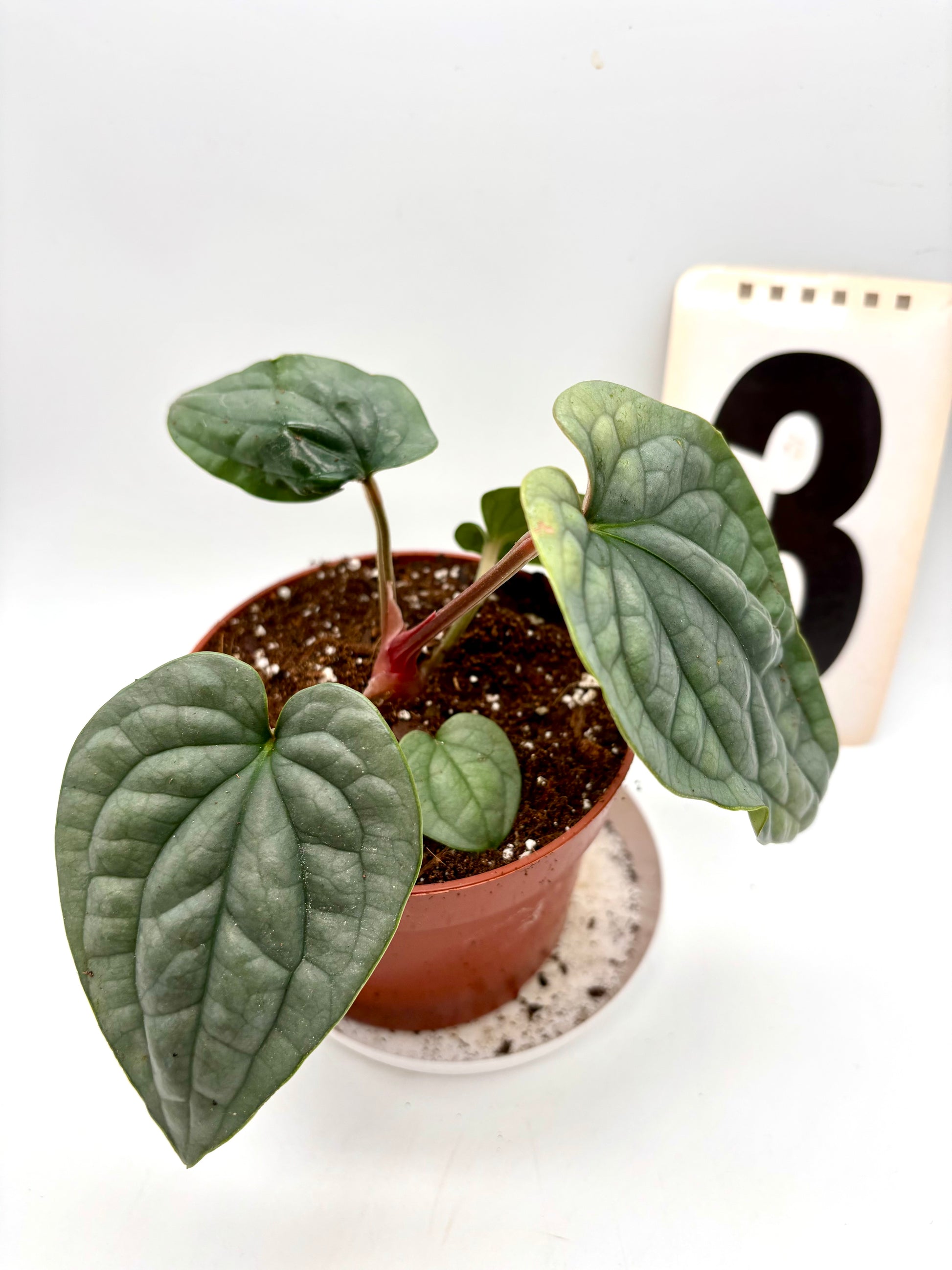 Anthurium Luxurians