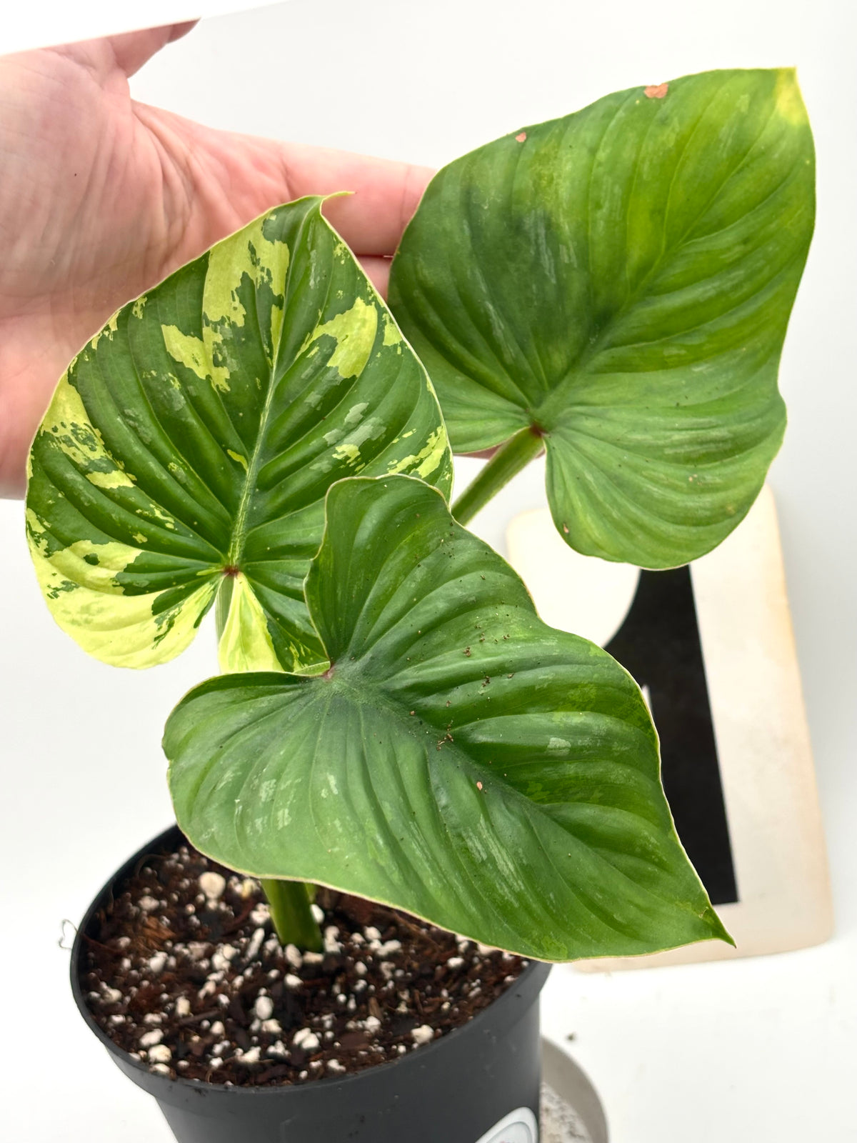 Philodendron Plowmanii Variegata Pflanze mit grünen und variegierten Blättern, exotisch und dekorativ, von Exotic-Flowers