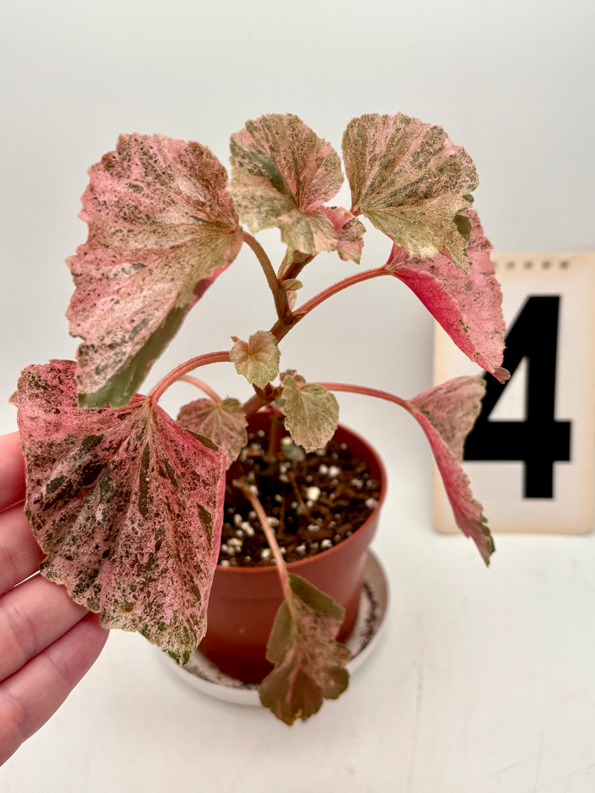 Begonia Cucullata Variegata