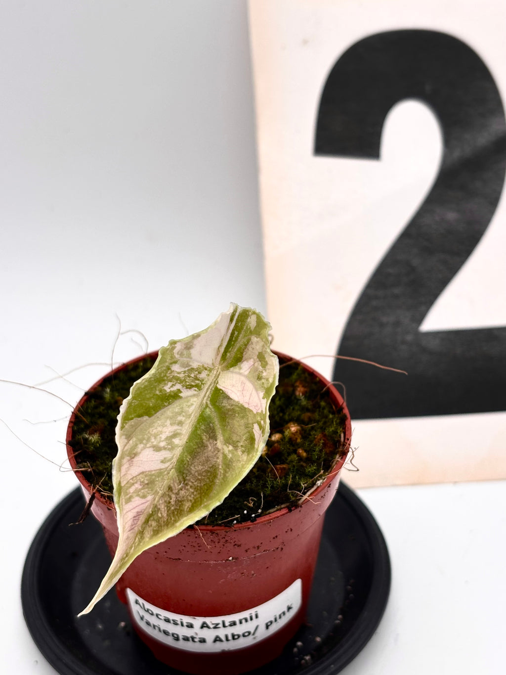 Alocasia Azlanii Variegata