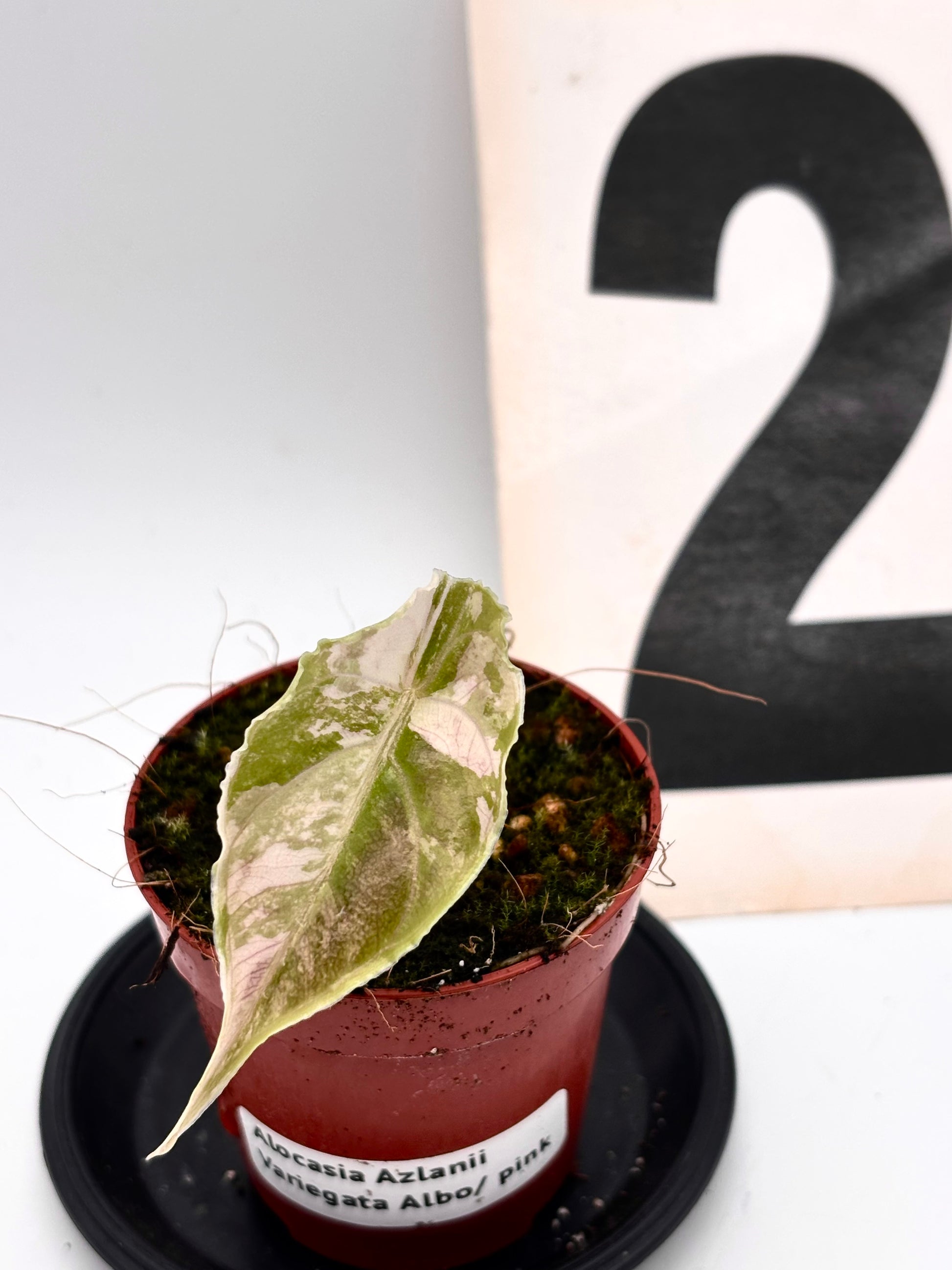 Alocasia Azlanii Variegata