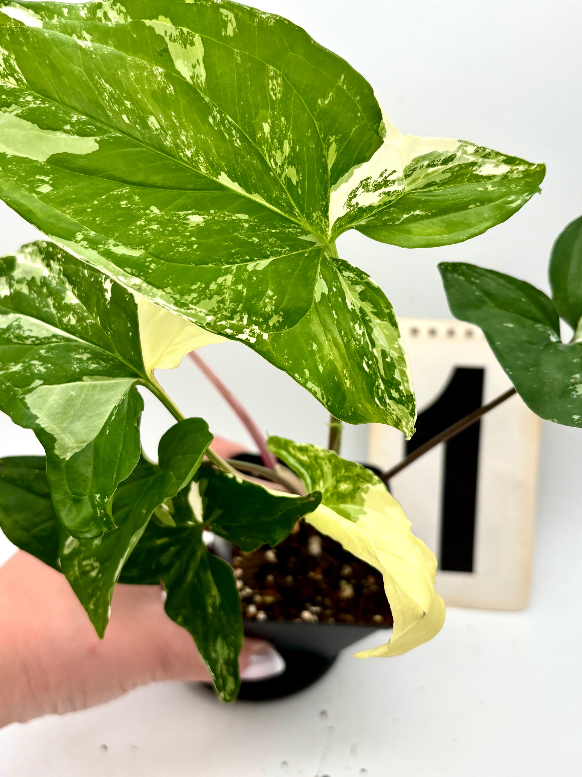 Syngonium Albo Variegata