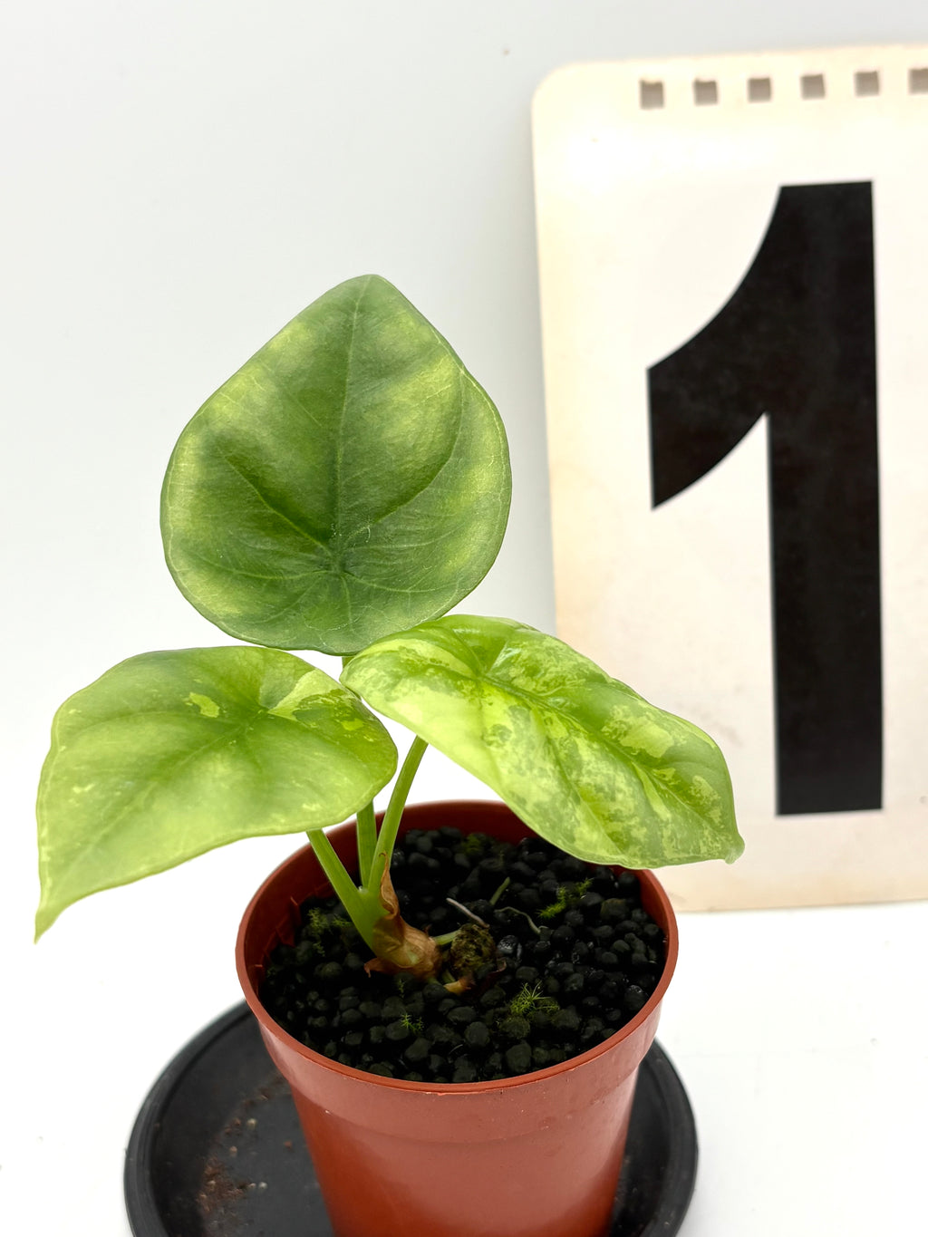 Variegierte Alocasia Sinuata Pflanze von Exotic-Flowers mit großen grünen und weißen Blättern.