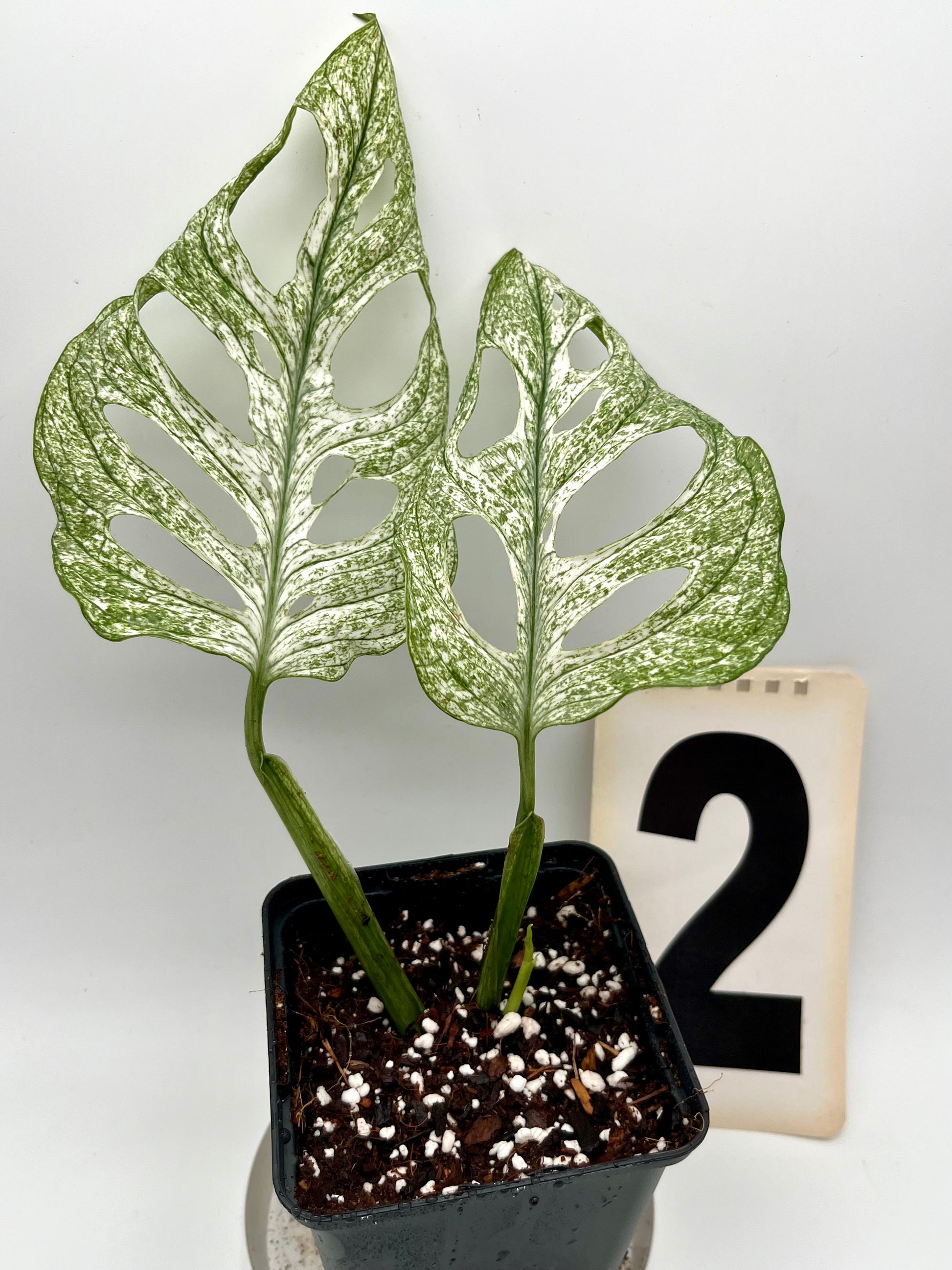 Monstera Adansonii Mint