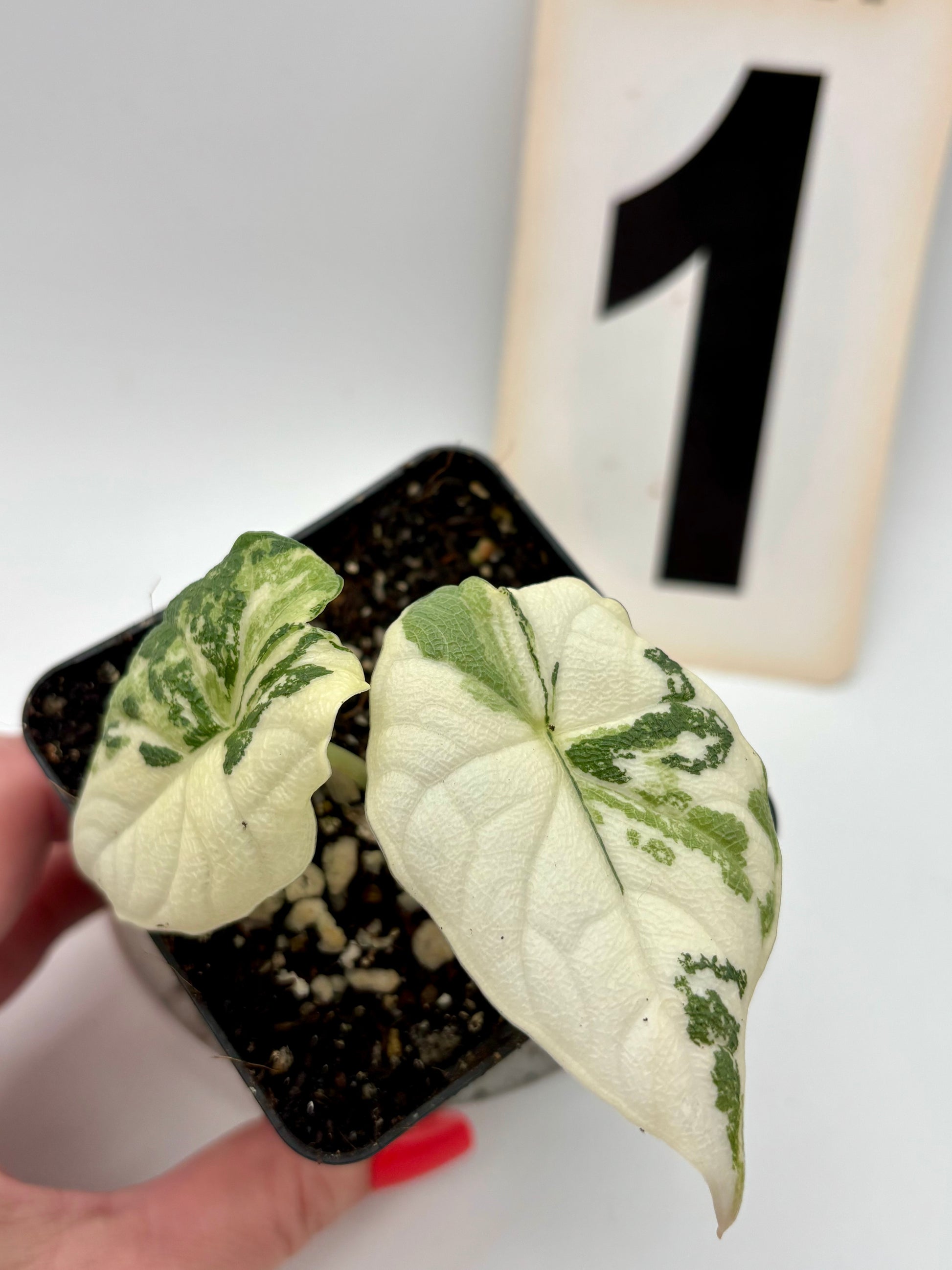 Alocasia Melo Albo Variegata