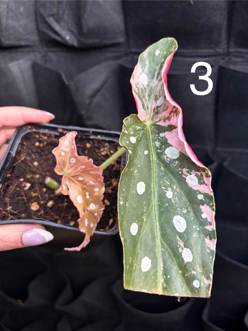 Begonia Maculata Pink Variegata