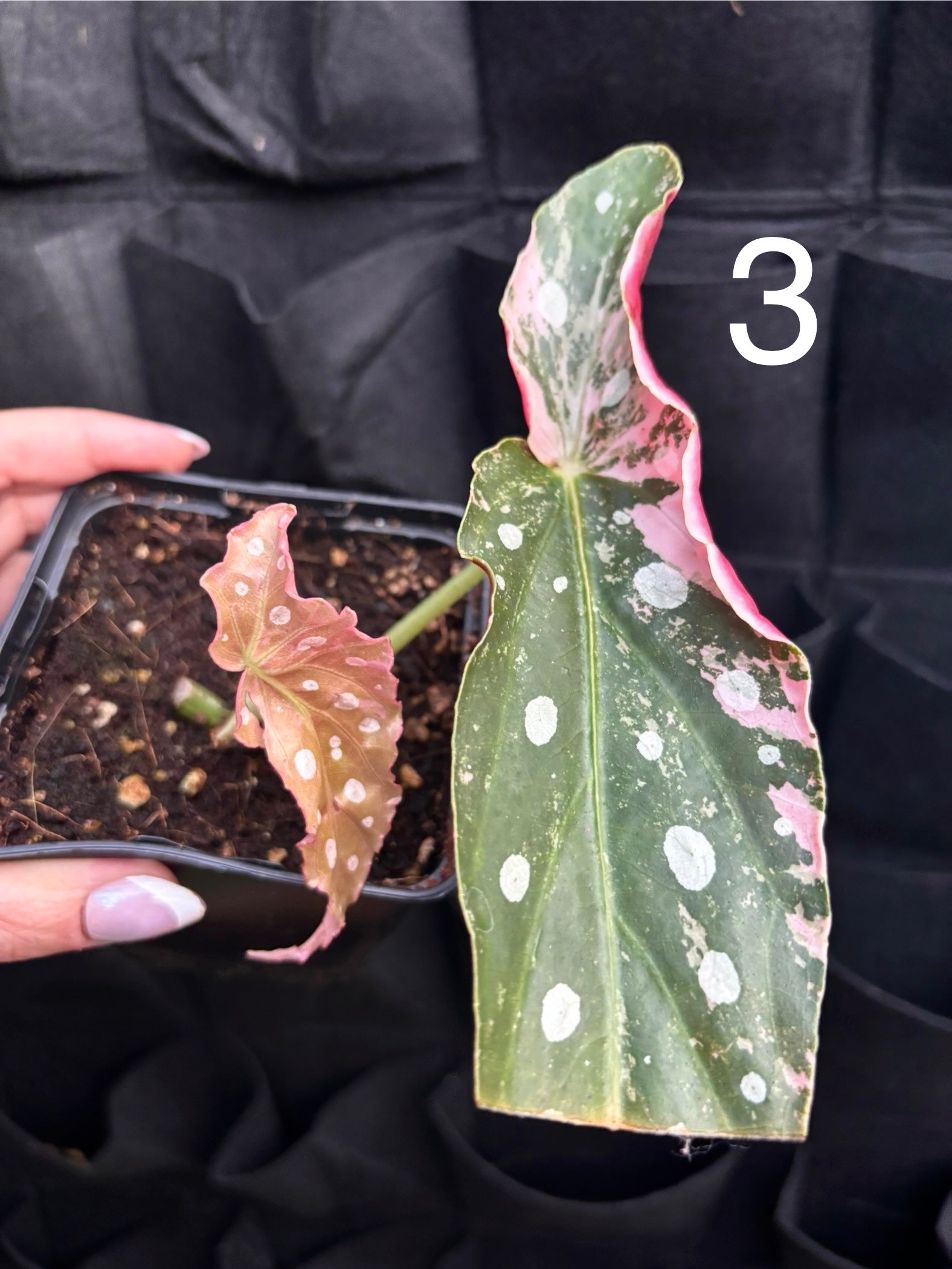 Begonia Maculata Pink Variegata