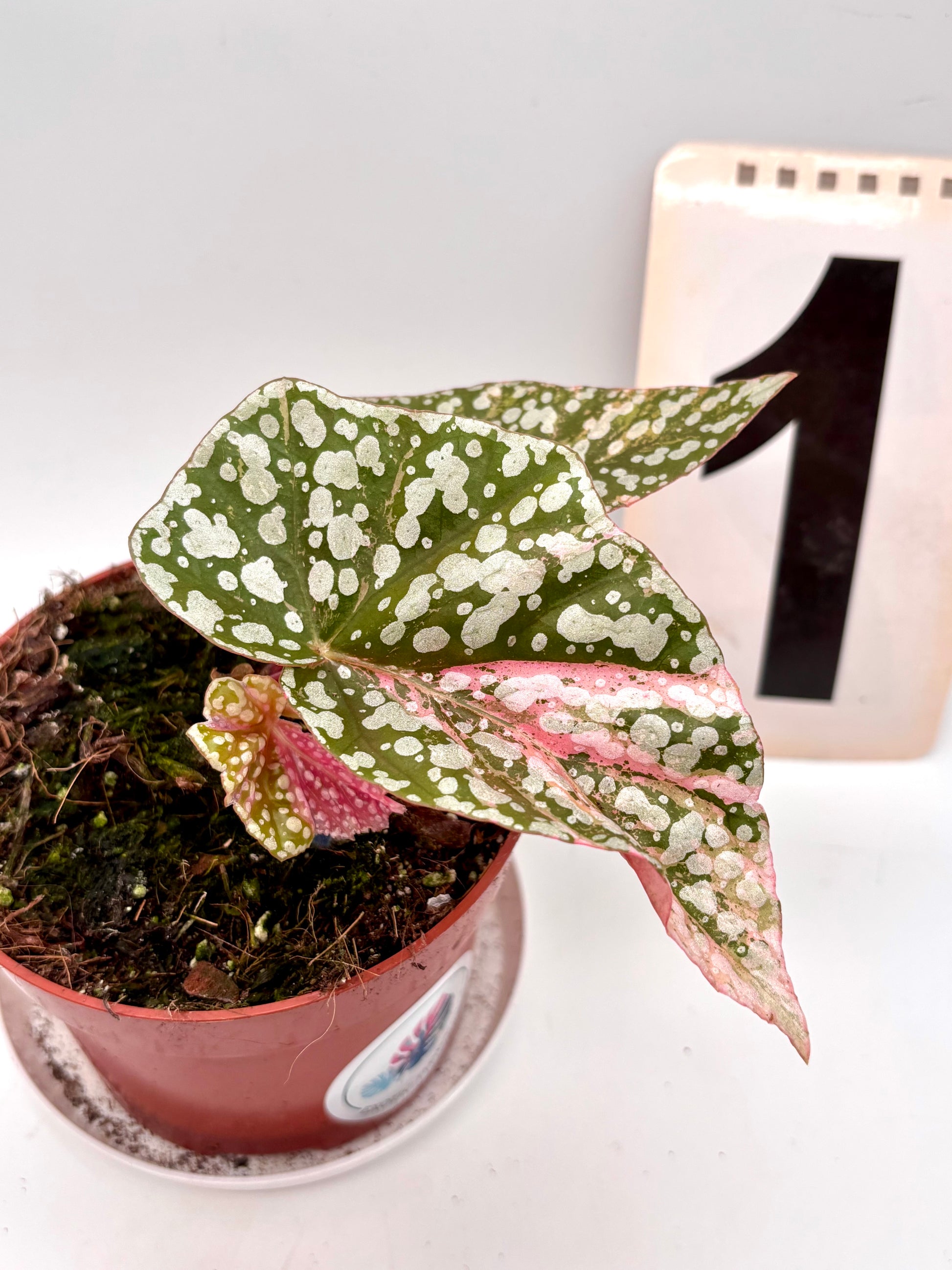 Begonia Snowcap Variegata
