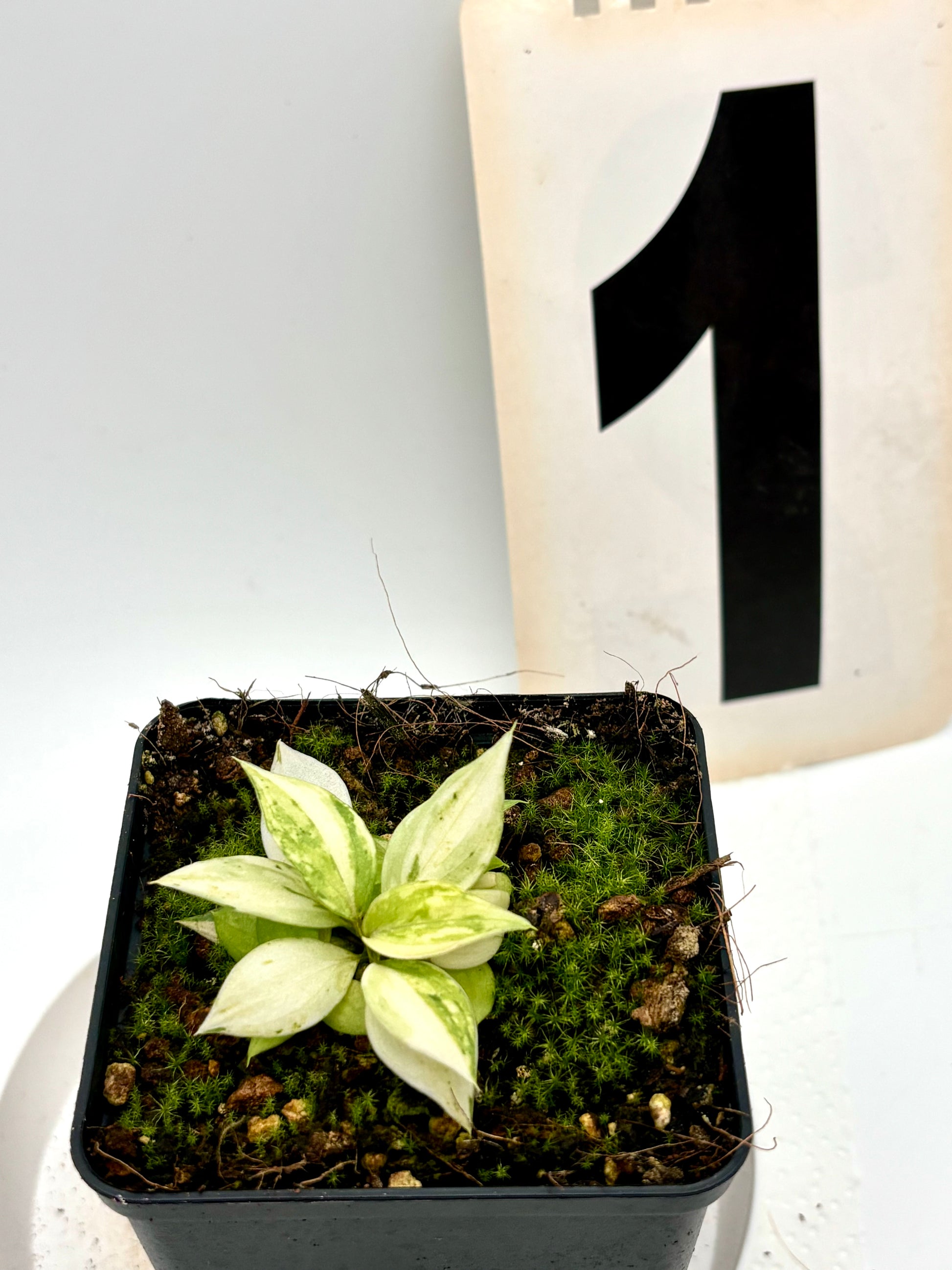 Philodendron Gloriosum Variegata Tricolor