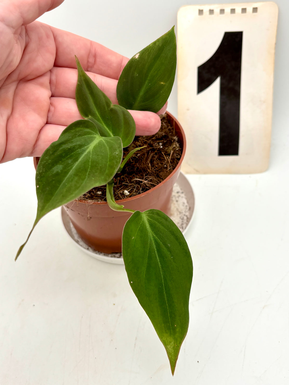 Philodendron Micans