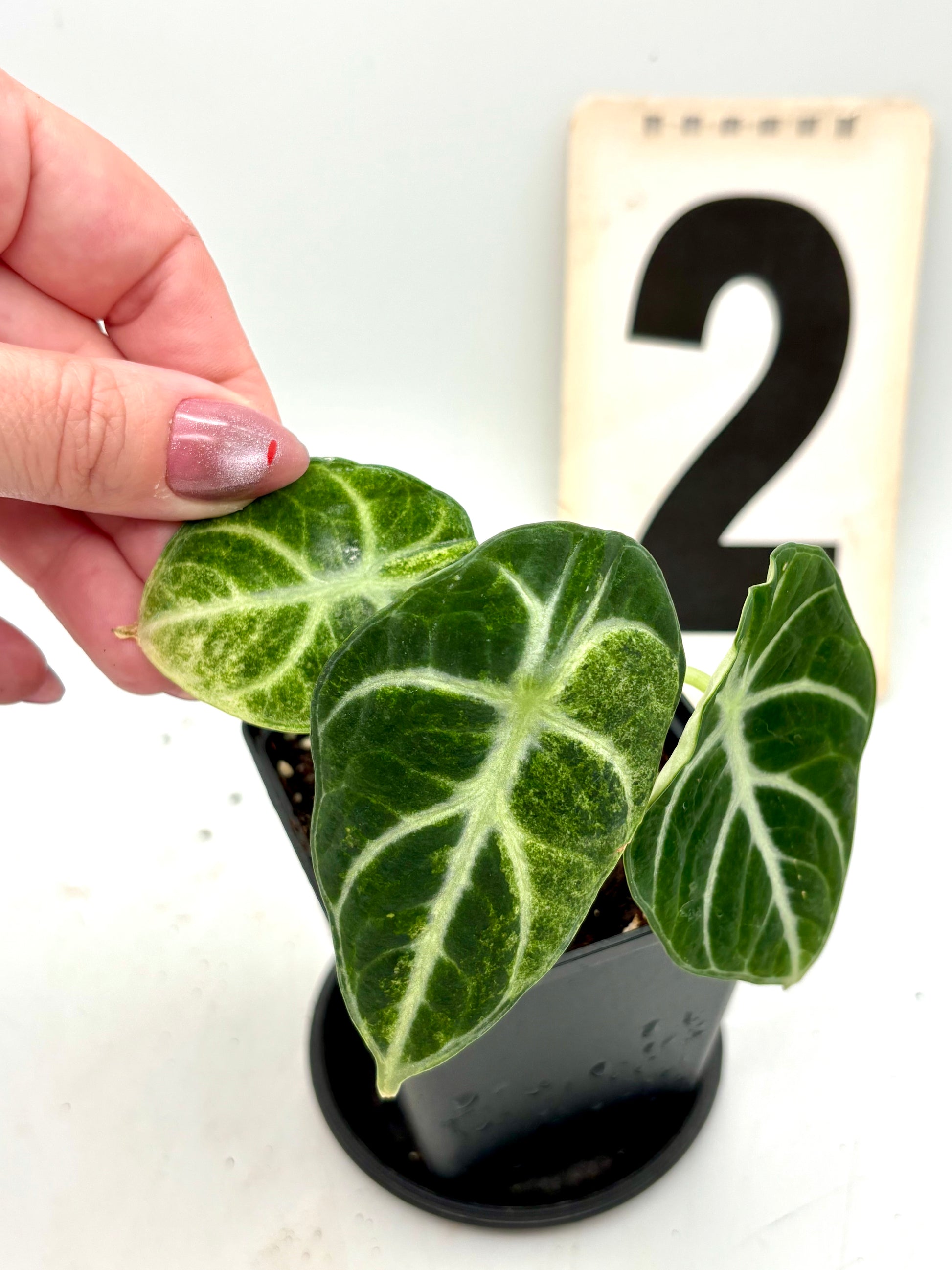 Alocasia Ninja Tricolor Variegata von Exotic-Flowers, grüne Blätter mit weißen und violetten Variegationen, große tropische Pflanze