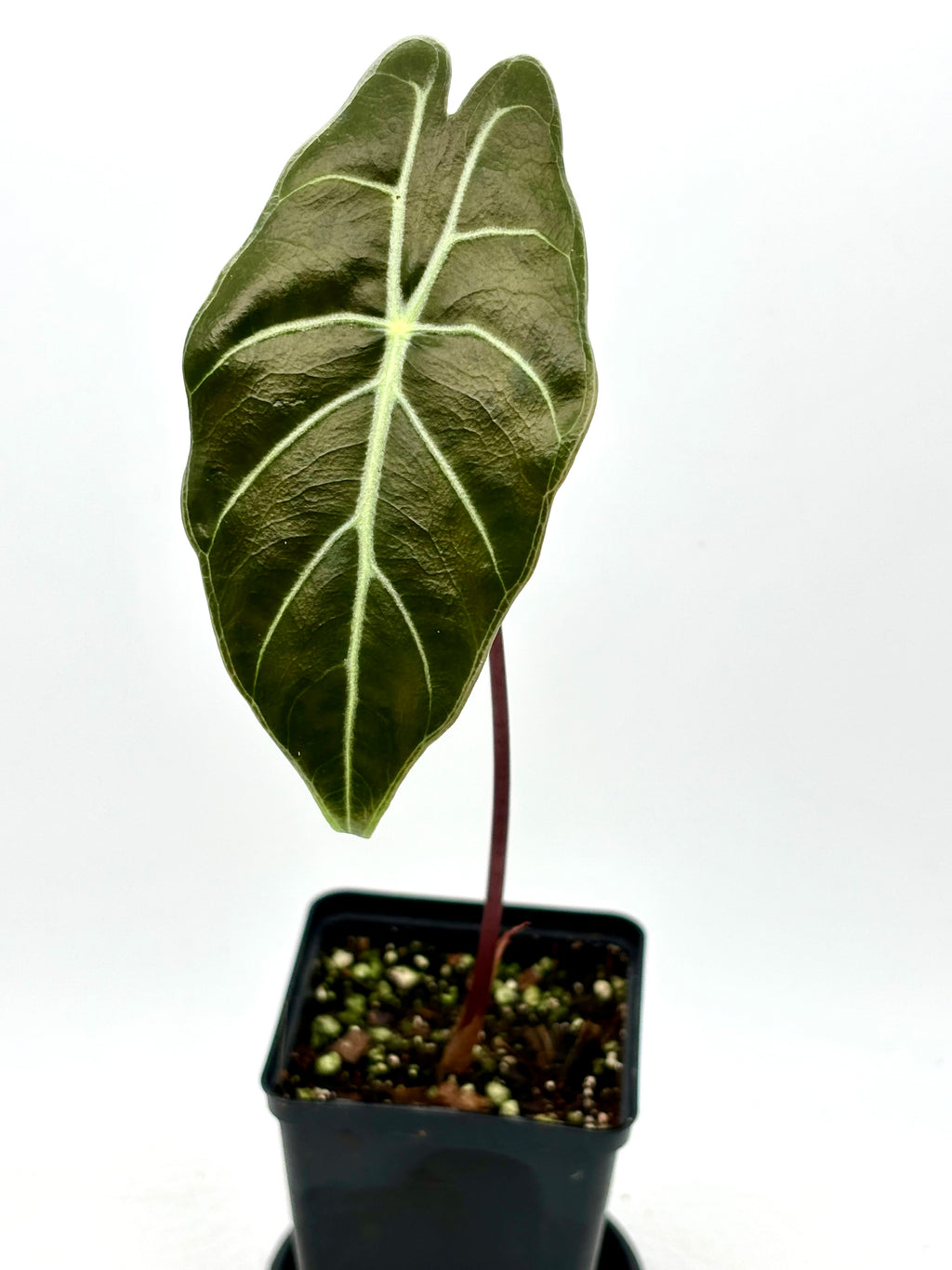 Alocasia Watsoniana Red Vein Pflanze von Exotic-Flowers mit großen grünen Blättern und roten Blattadern, im Topf.