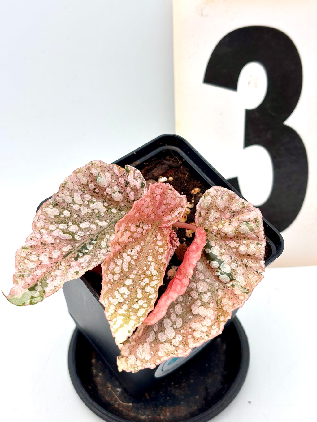Variegierte Begonie Snowcap von Exotic-Flowers mit grünen und weißen Blättern, im Top auf einer Fensterbank.