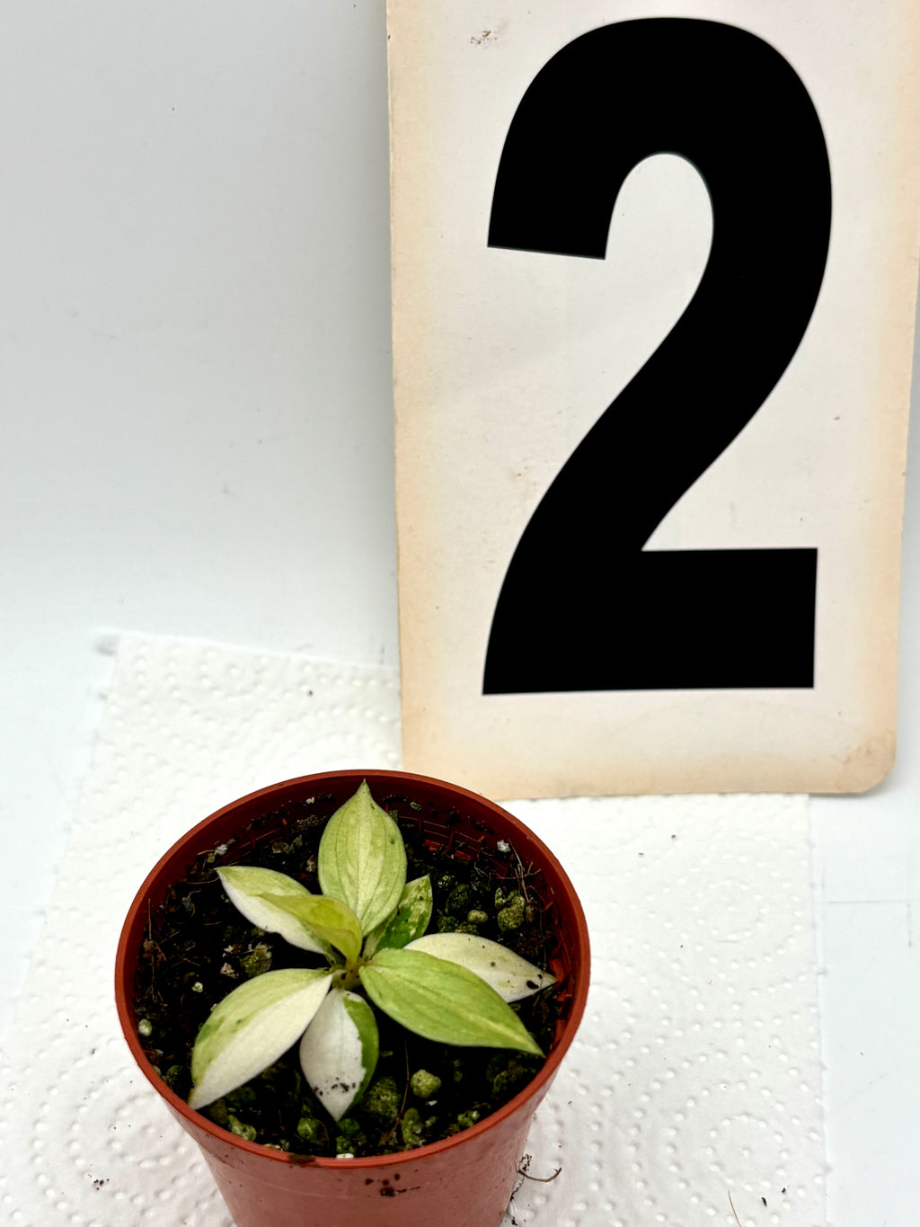 Philodendron Gloriosum Variegata Tricolor