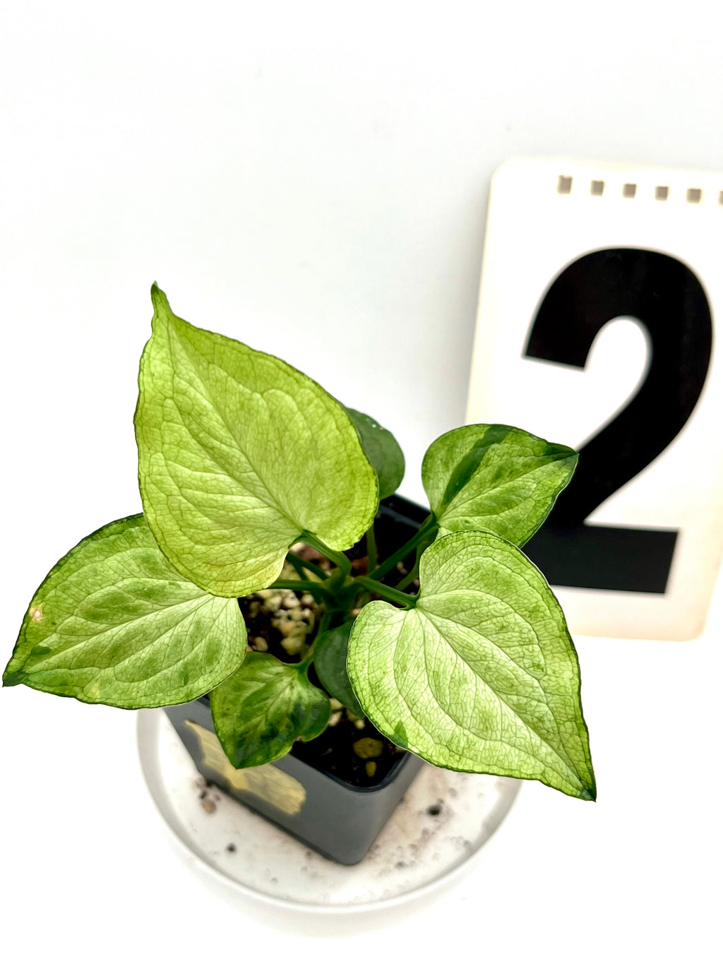 Syngonium Mouse Ears